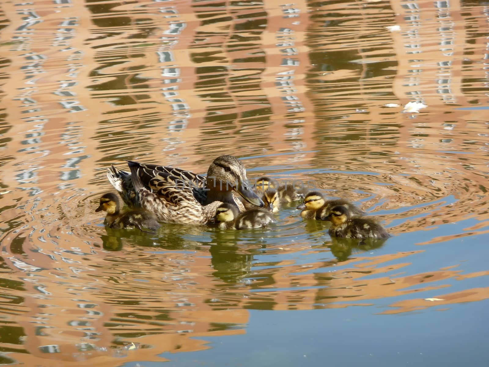 Duck with ducklings swim on the water
