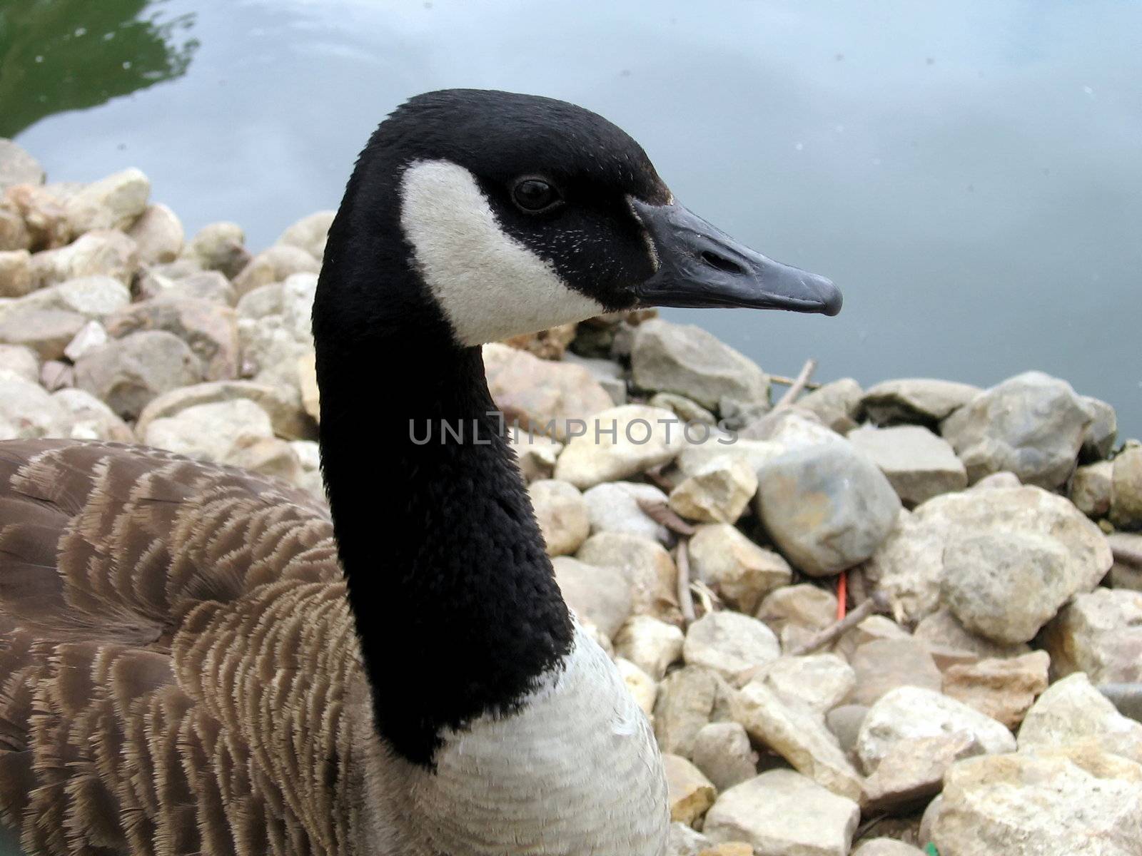Portrait of the beautiful goose on a water and stones background