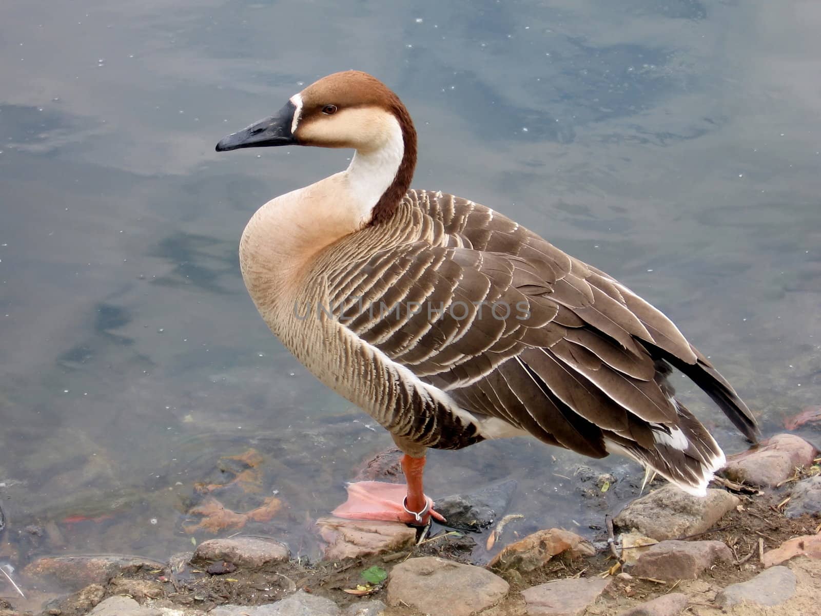 Goose by tomatto