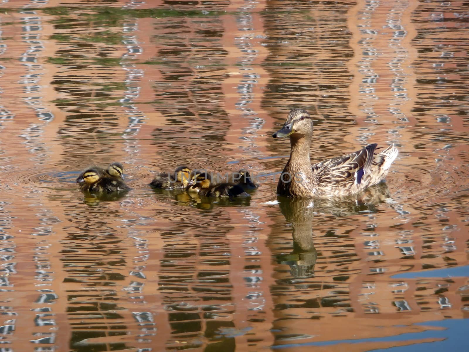 Duck with ducklings by tomatto