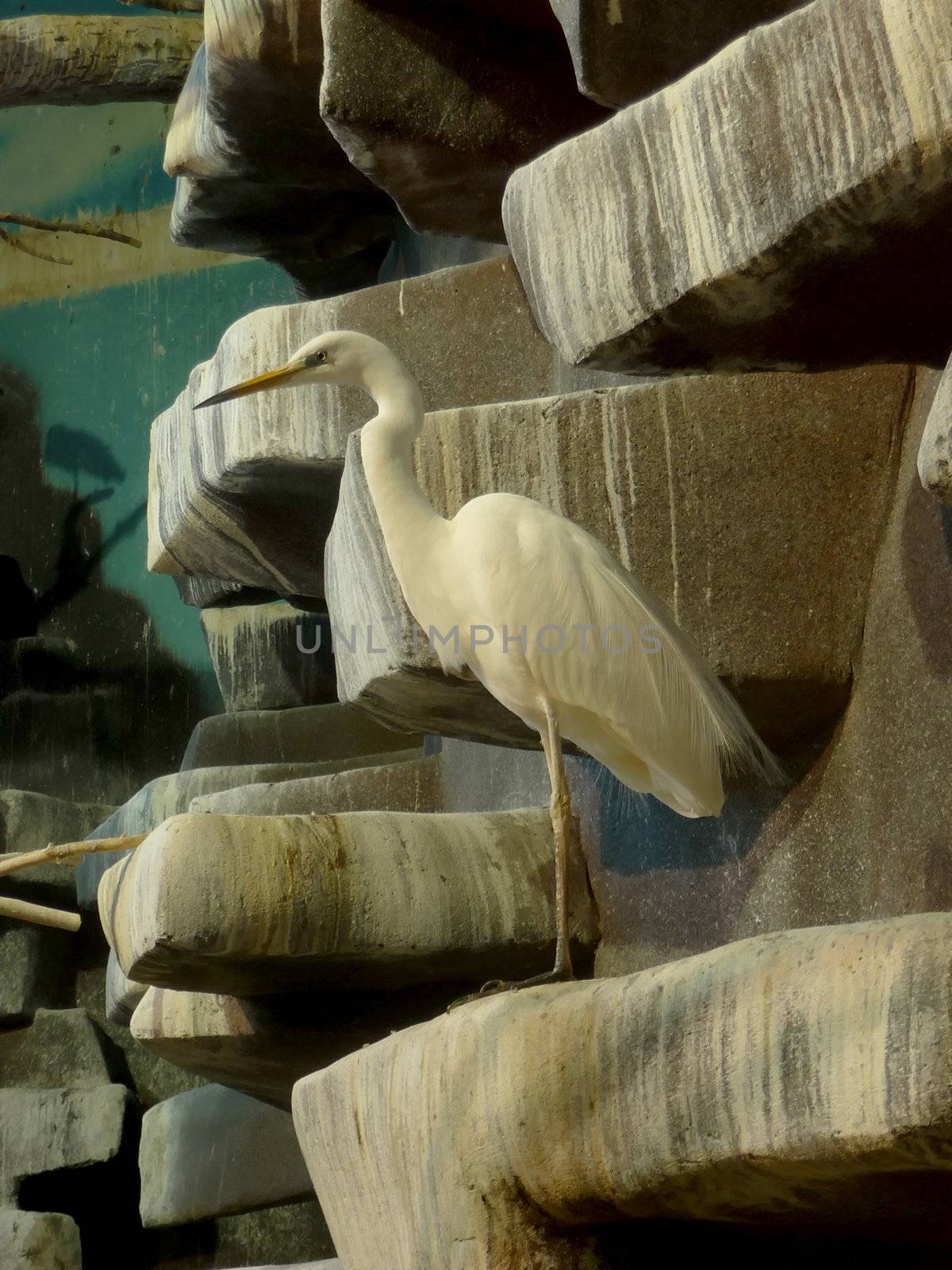 Gracious white heron on stones at the Moscow zoo