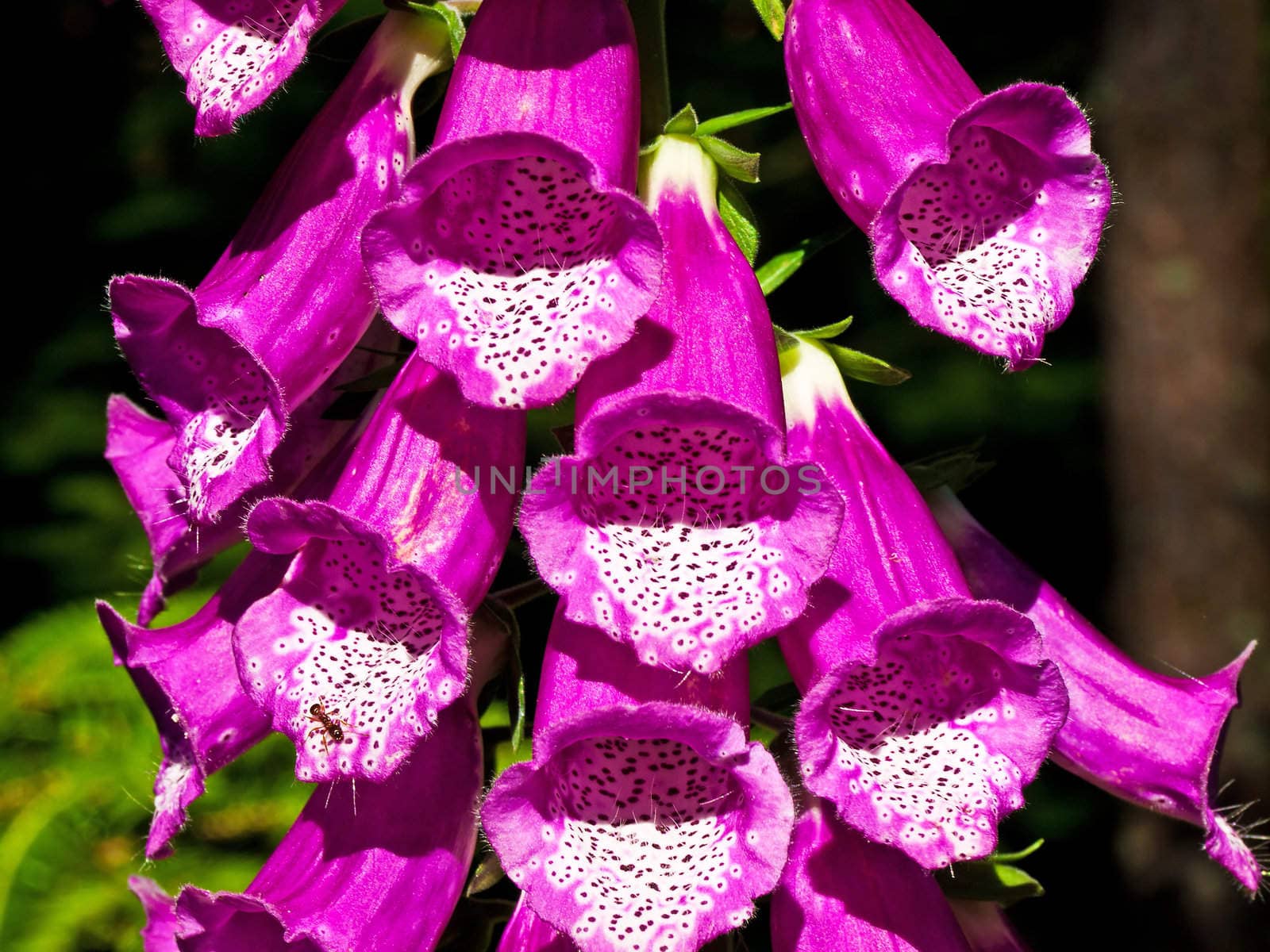 blooming Digitalis purpurea