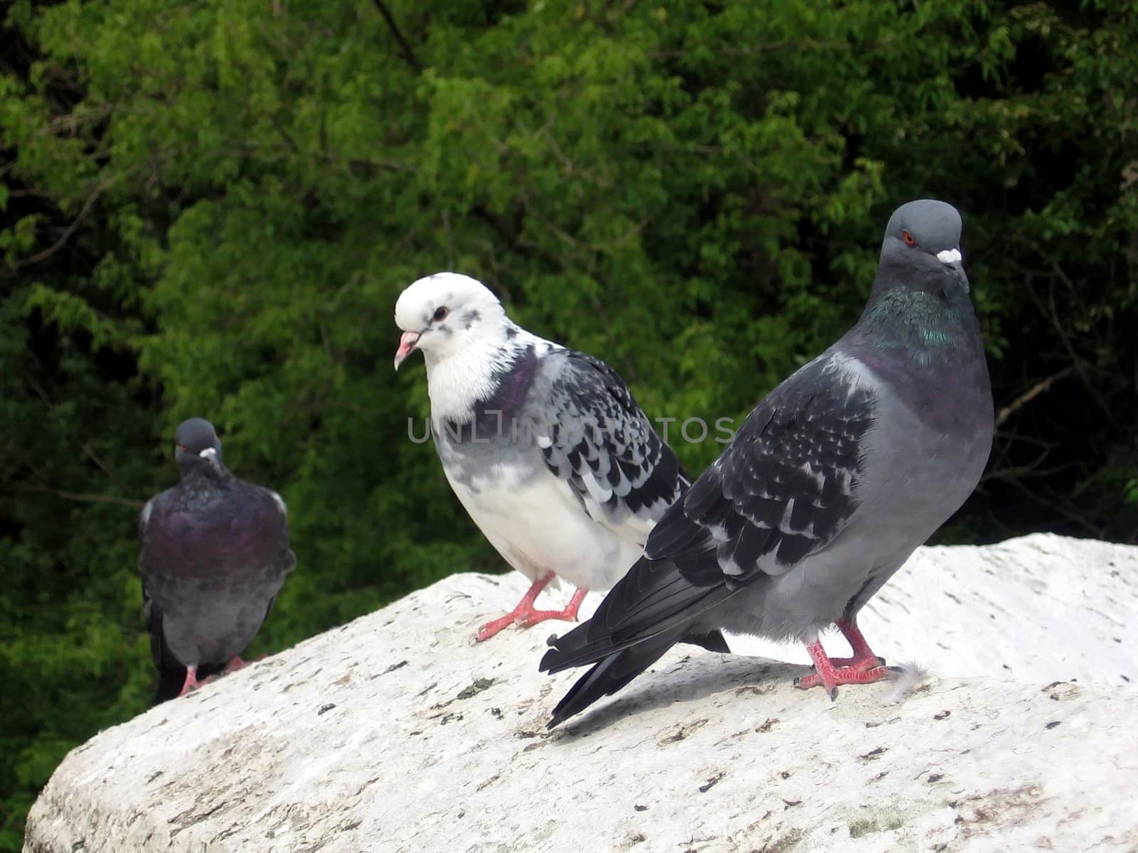 Pigeons by tomatto