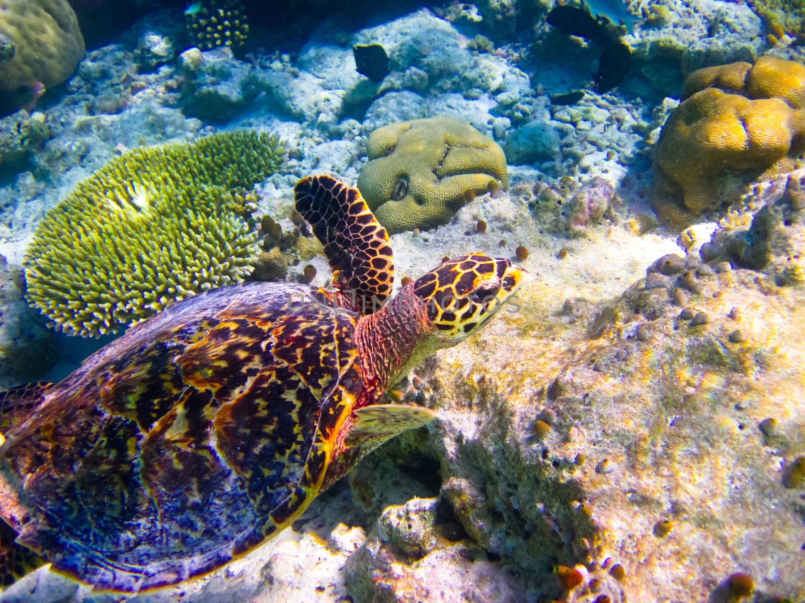 Hawksbill Turtle swiming like flying at Maldives