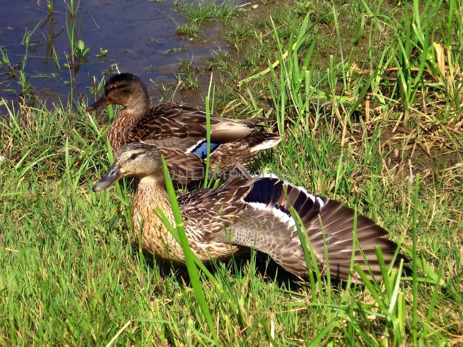 Two ducks on the green grass near water