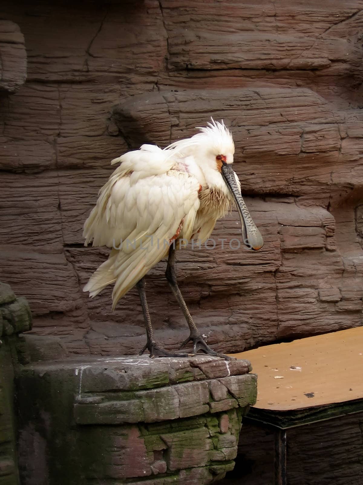 Cute unusual white bird with large beak