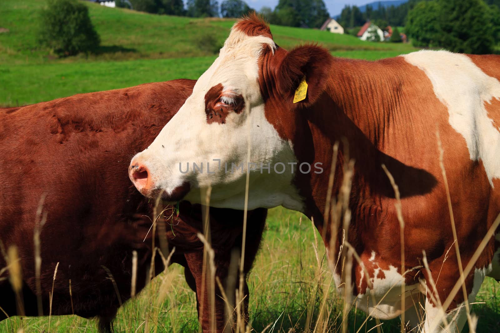 cow on farmland, in summer, on suny day