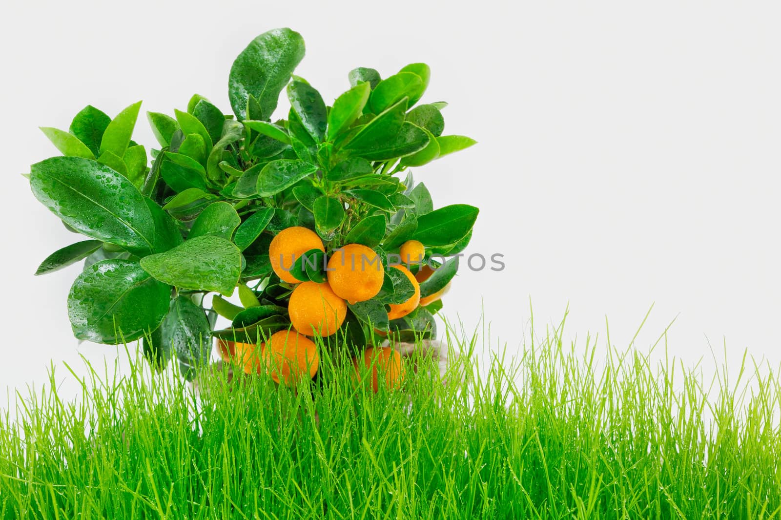 Oranges on a wet branch on a green hill