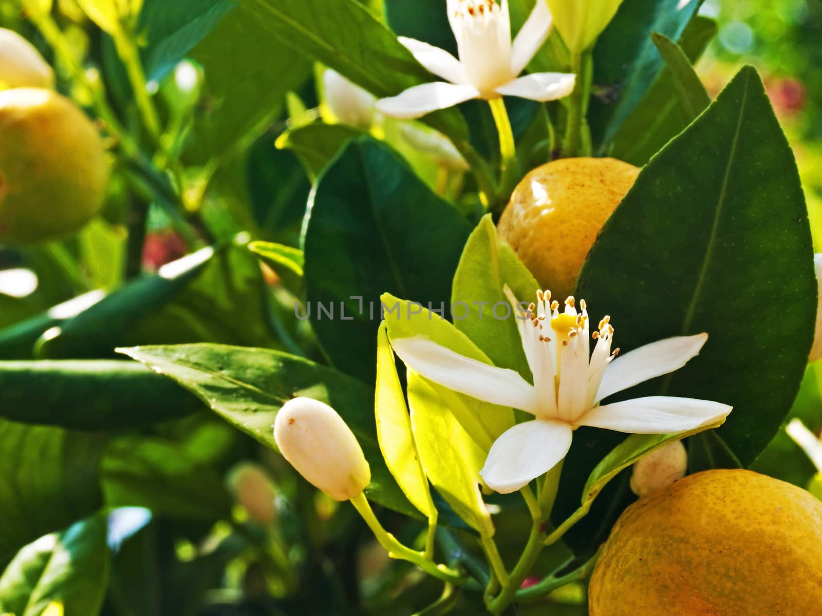Calamondin mandarin with blossom and fruit