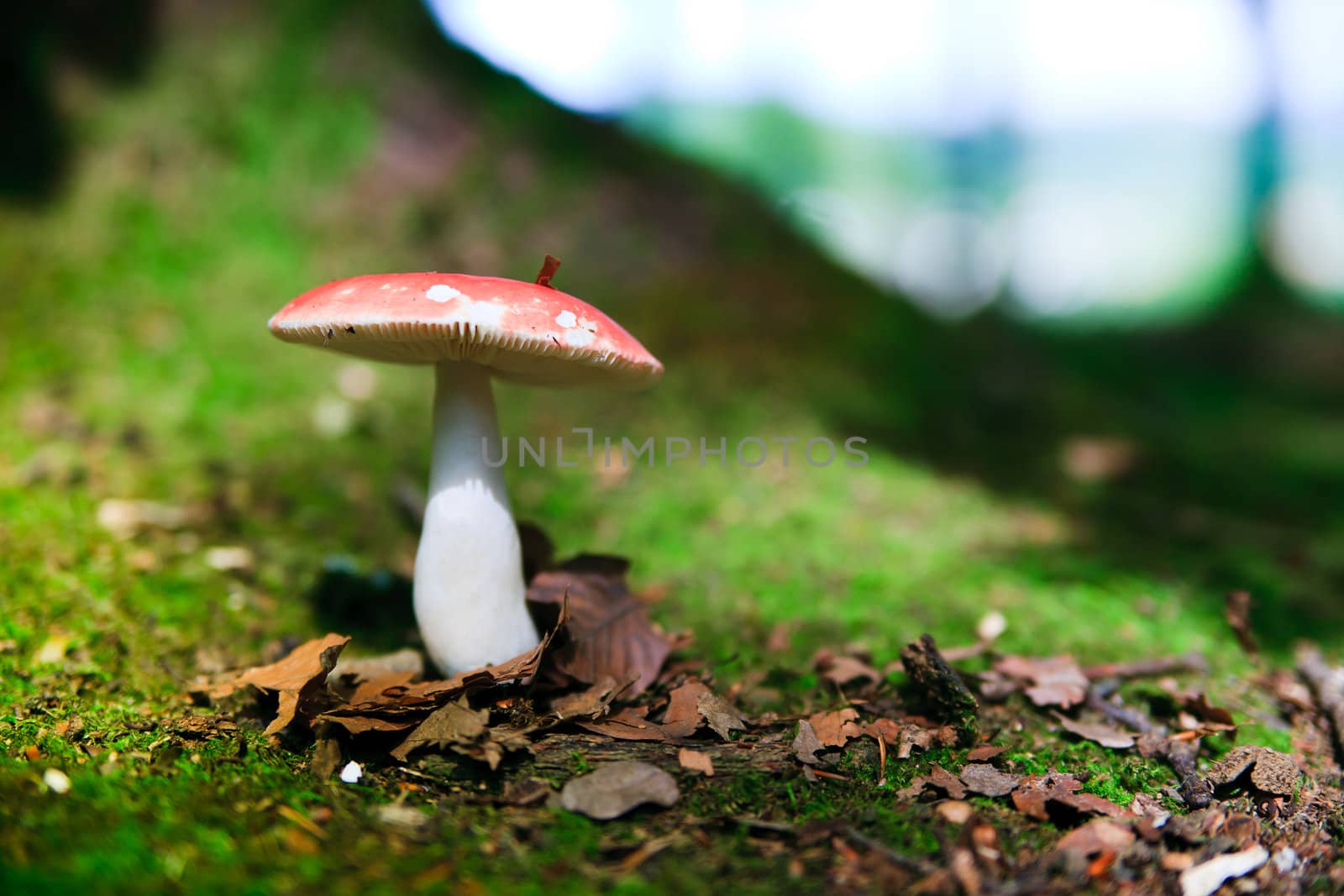 Fungi by anobis