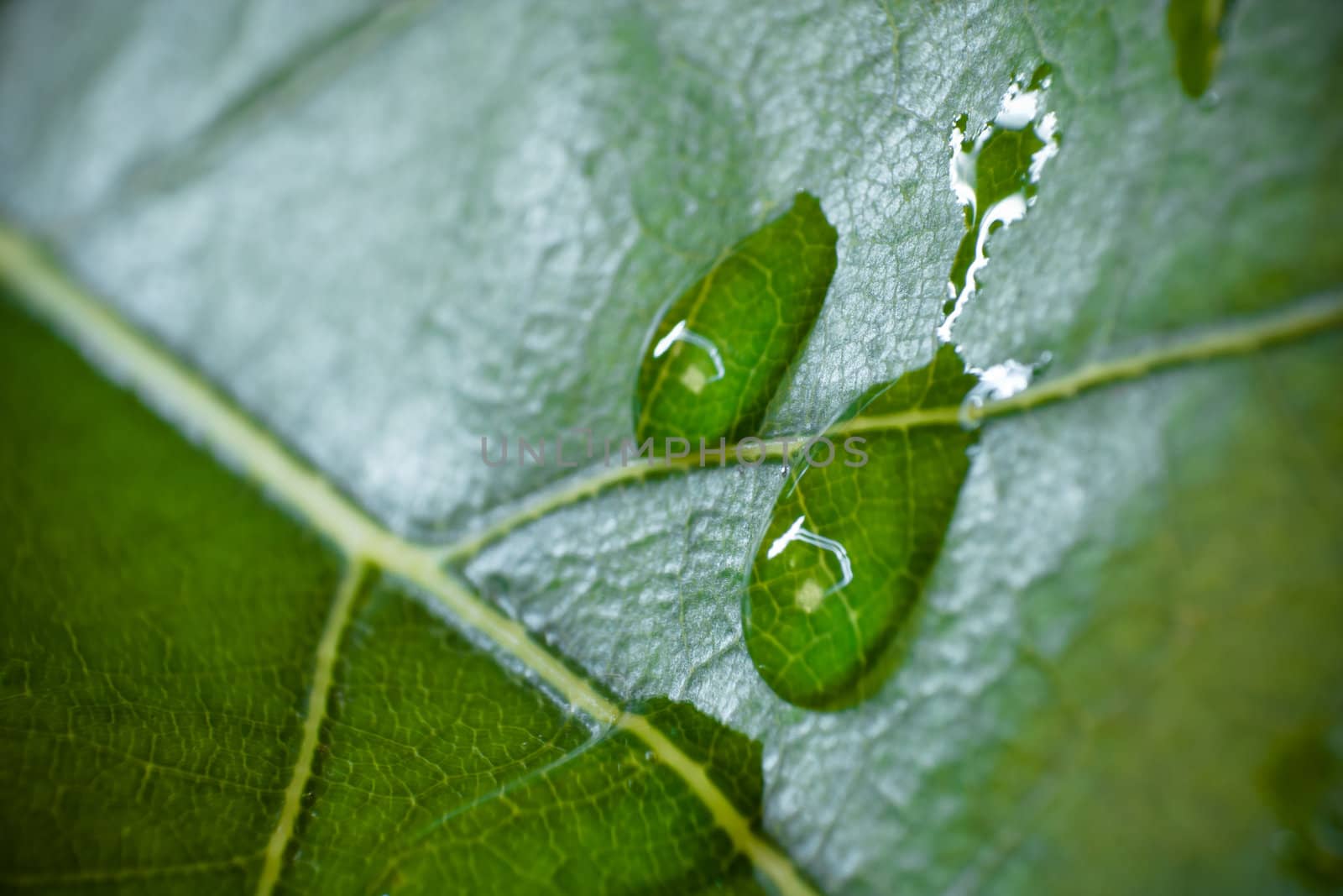 leaf by anobis