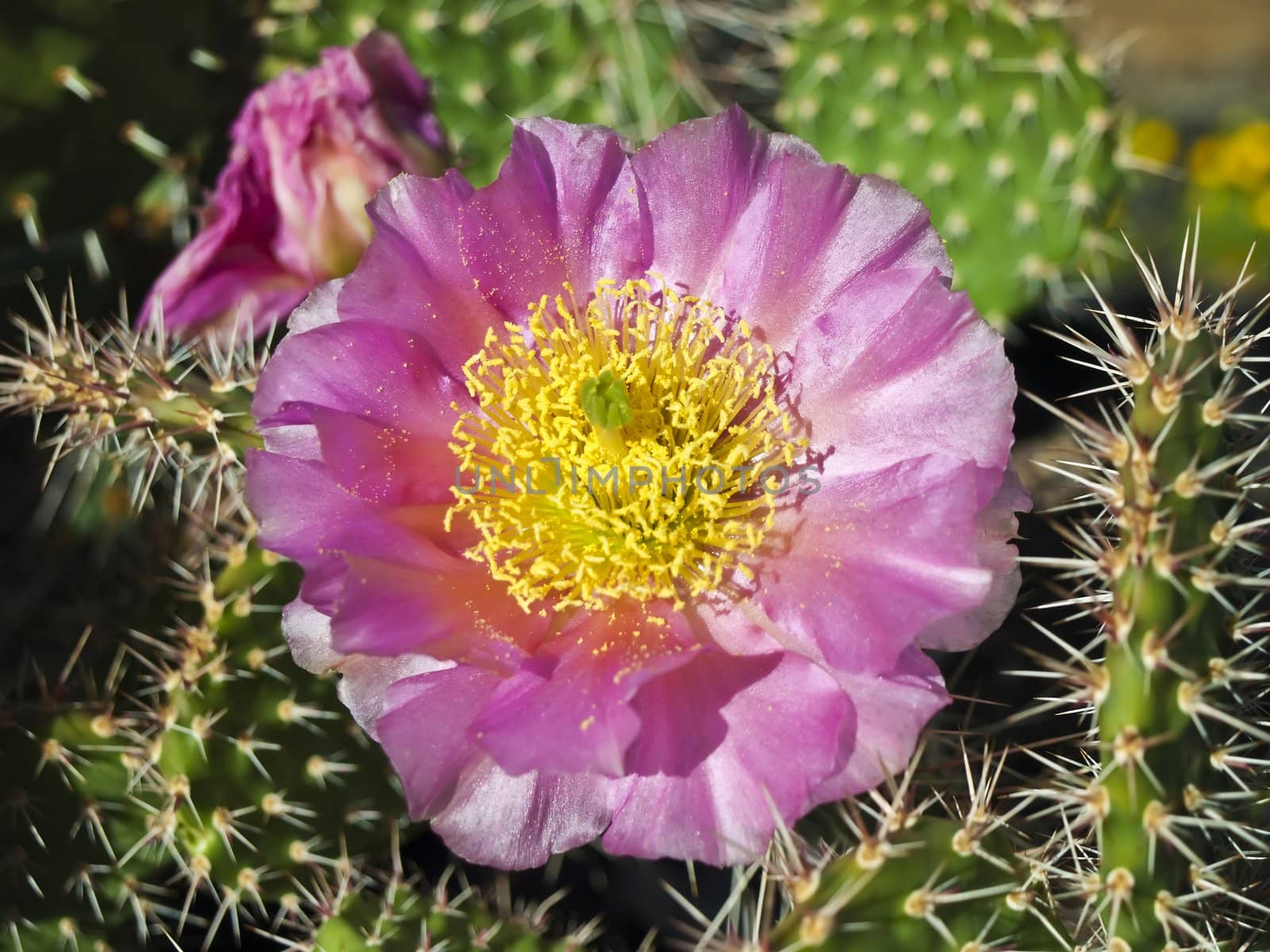 blooming cactus