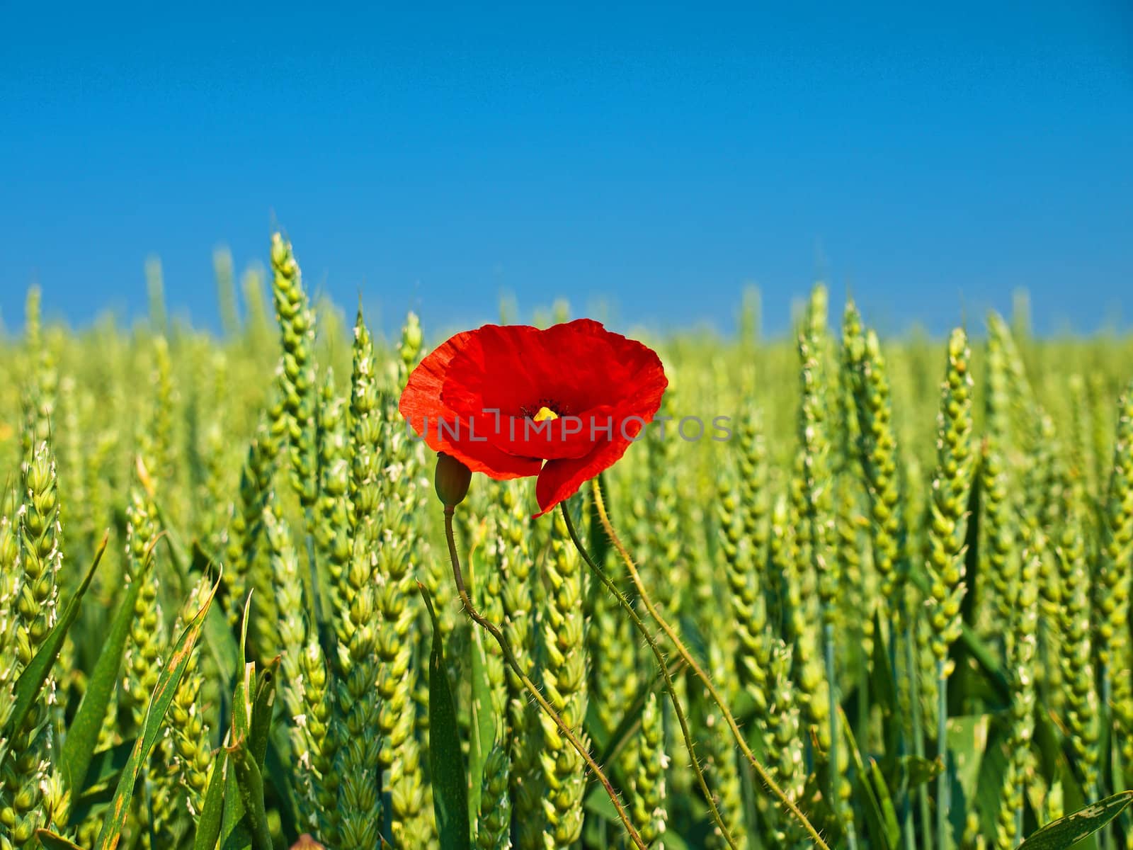 single poppy in a corn field