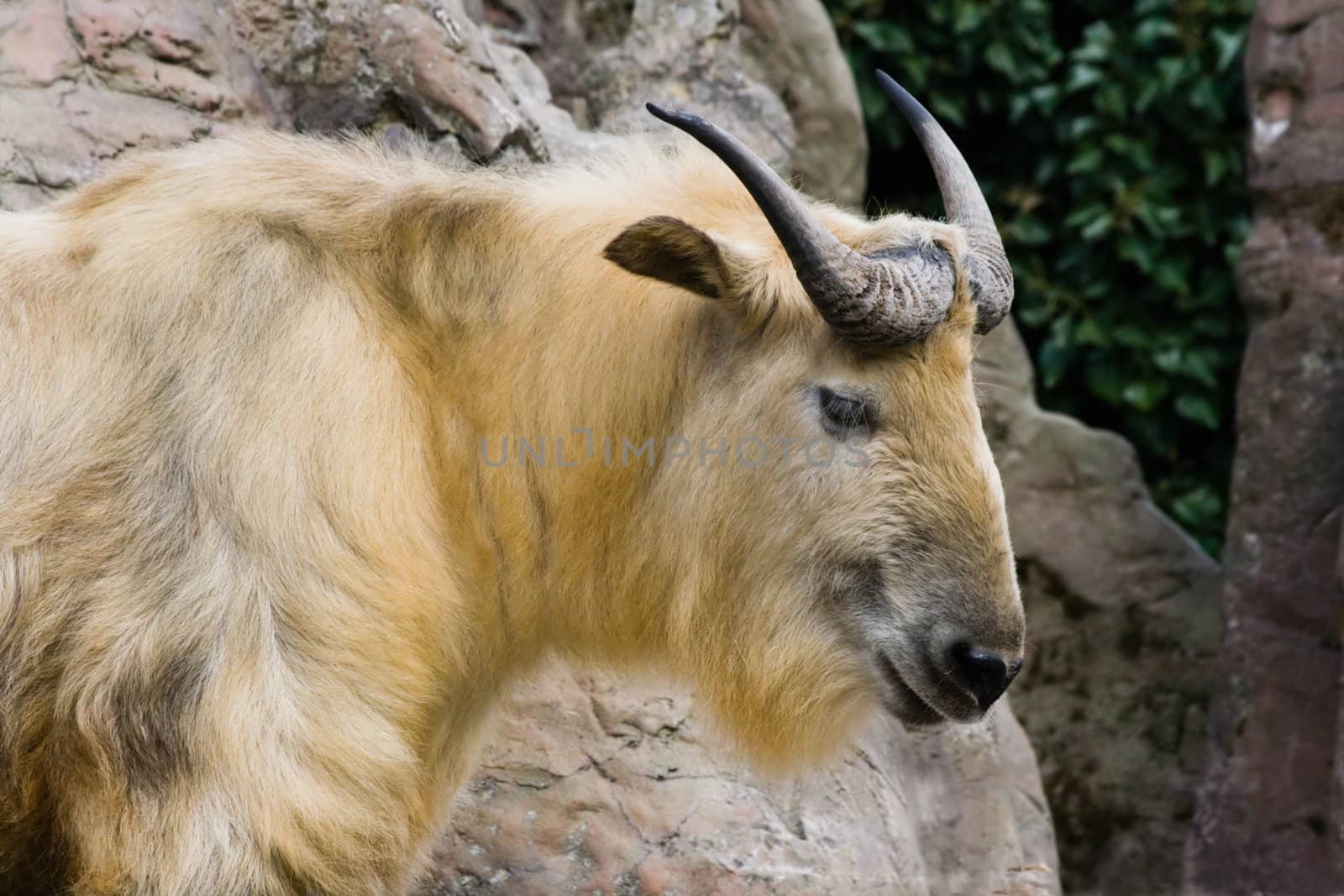 Sichuan takin by Colette