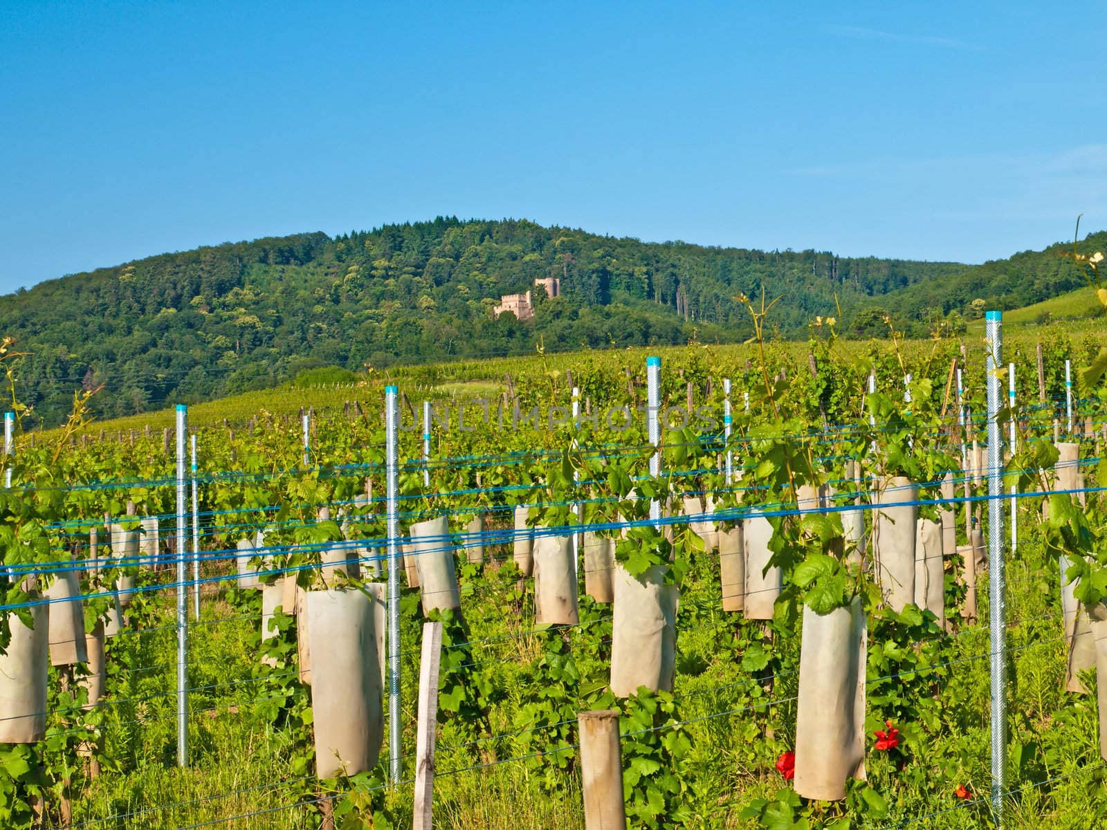 vineyard in France