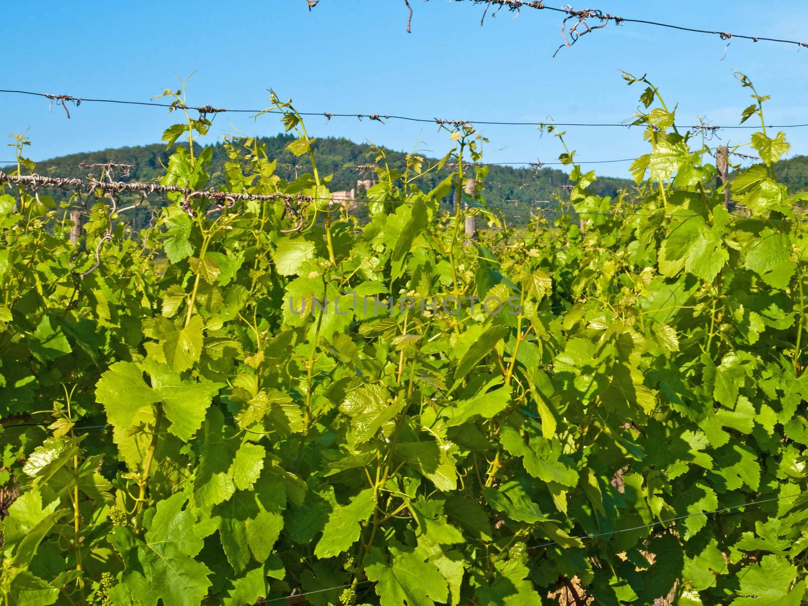 vineyard in France