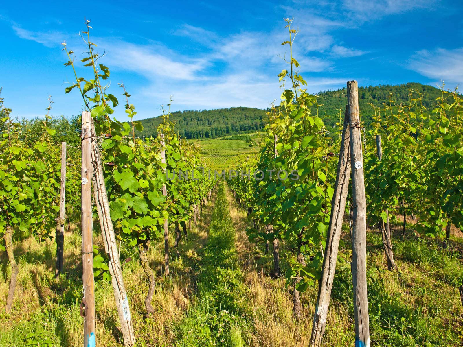 vineyard in France