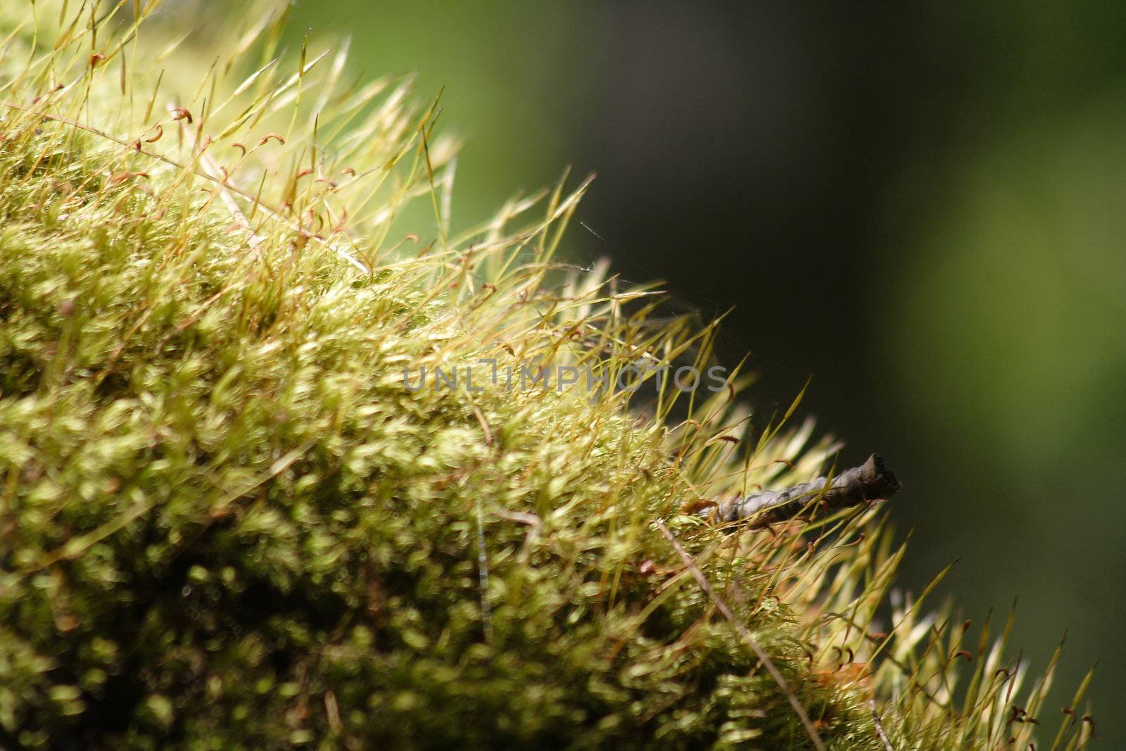 Natural green moss growing in forest. by BDS