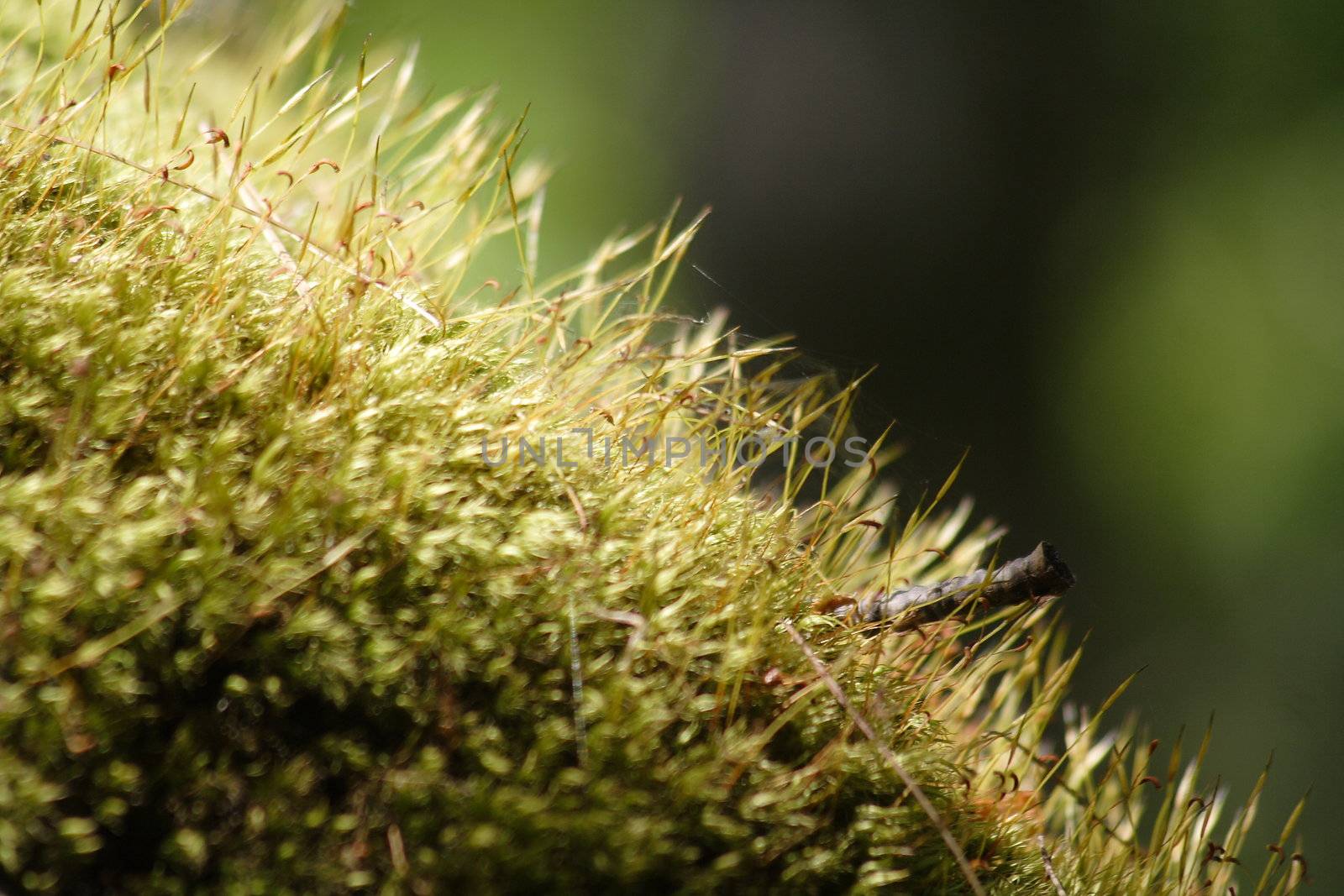 Natural green moss growing in forest.