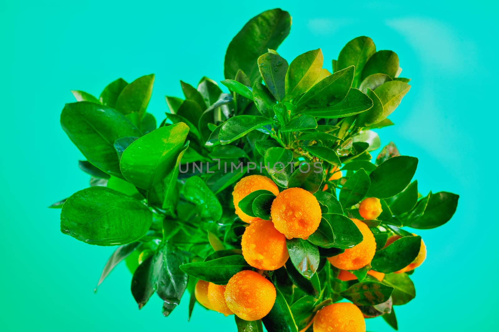 Oranges on the branches after the rain