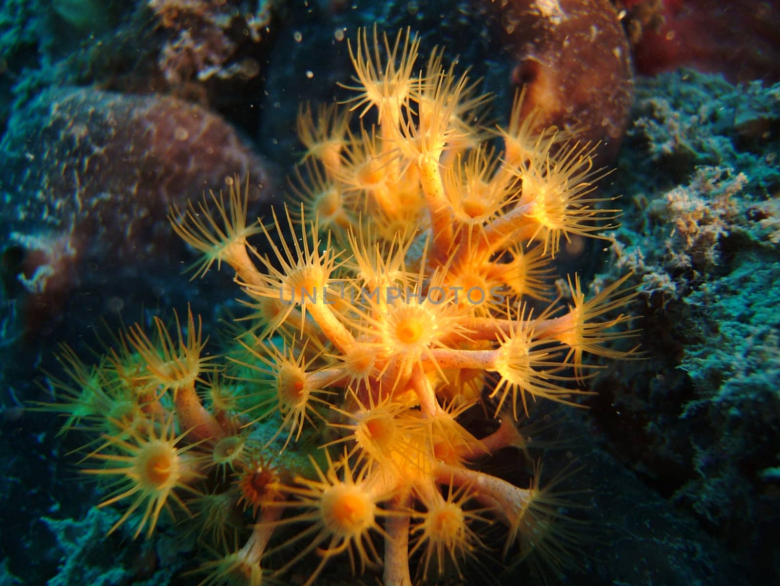 Sea marguerite (“Parazoanthus axinellae”).
Shot taken in the wild - no acquarium.