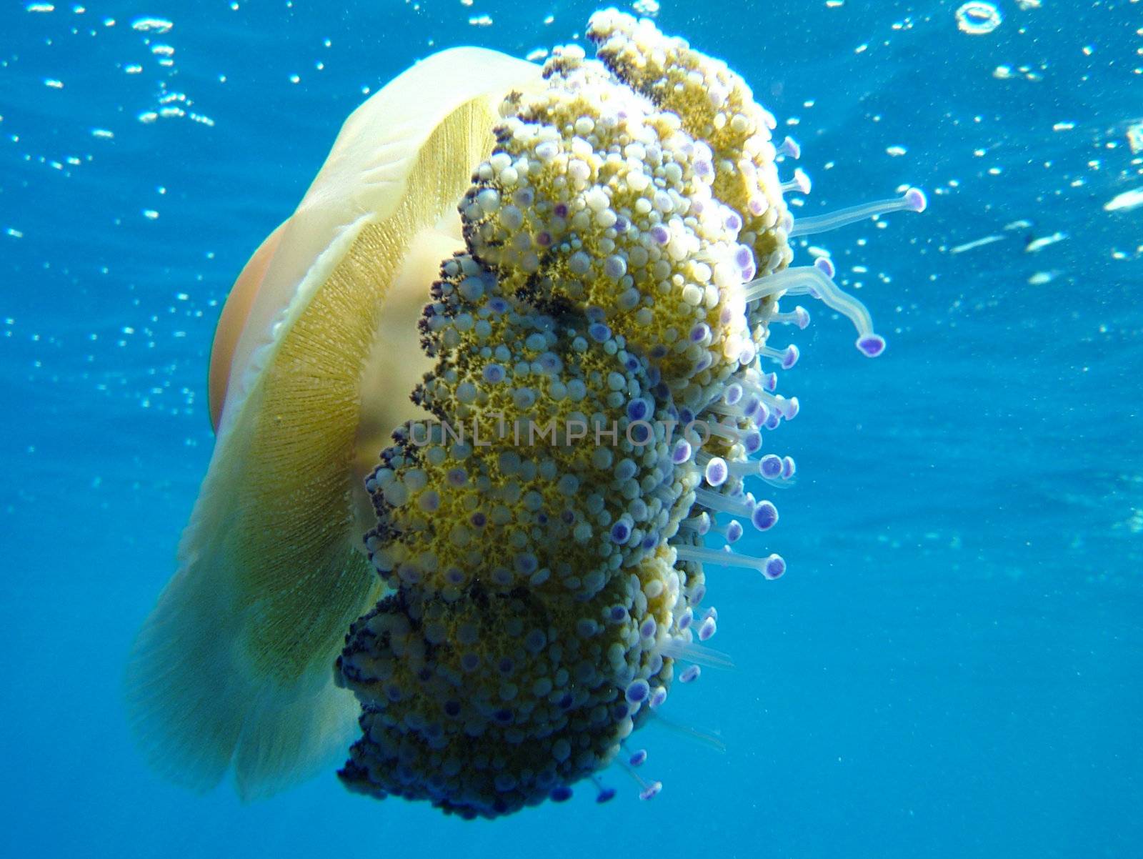 Cassiopea Jellyfish (“Cotylorhiza tubercolata”)
Shot taken in the wild - no acquarium.