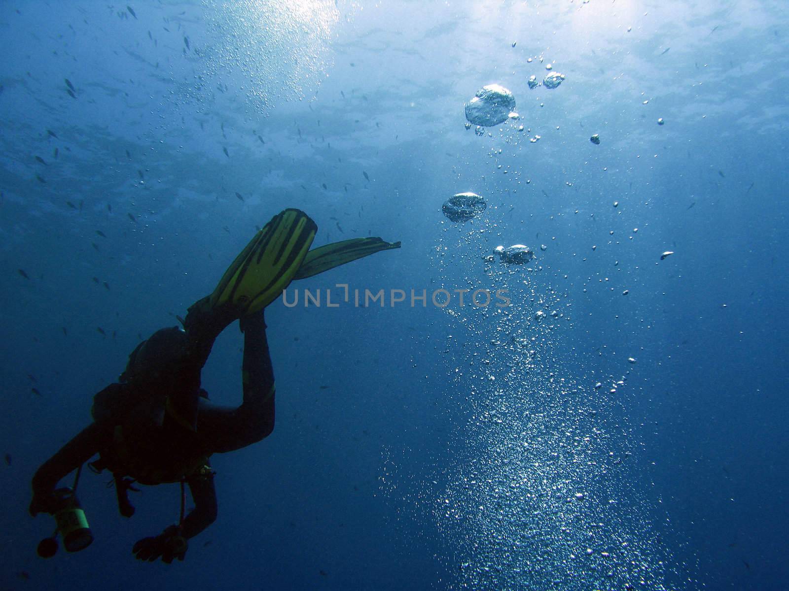 Underwater cameraman in back-light.