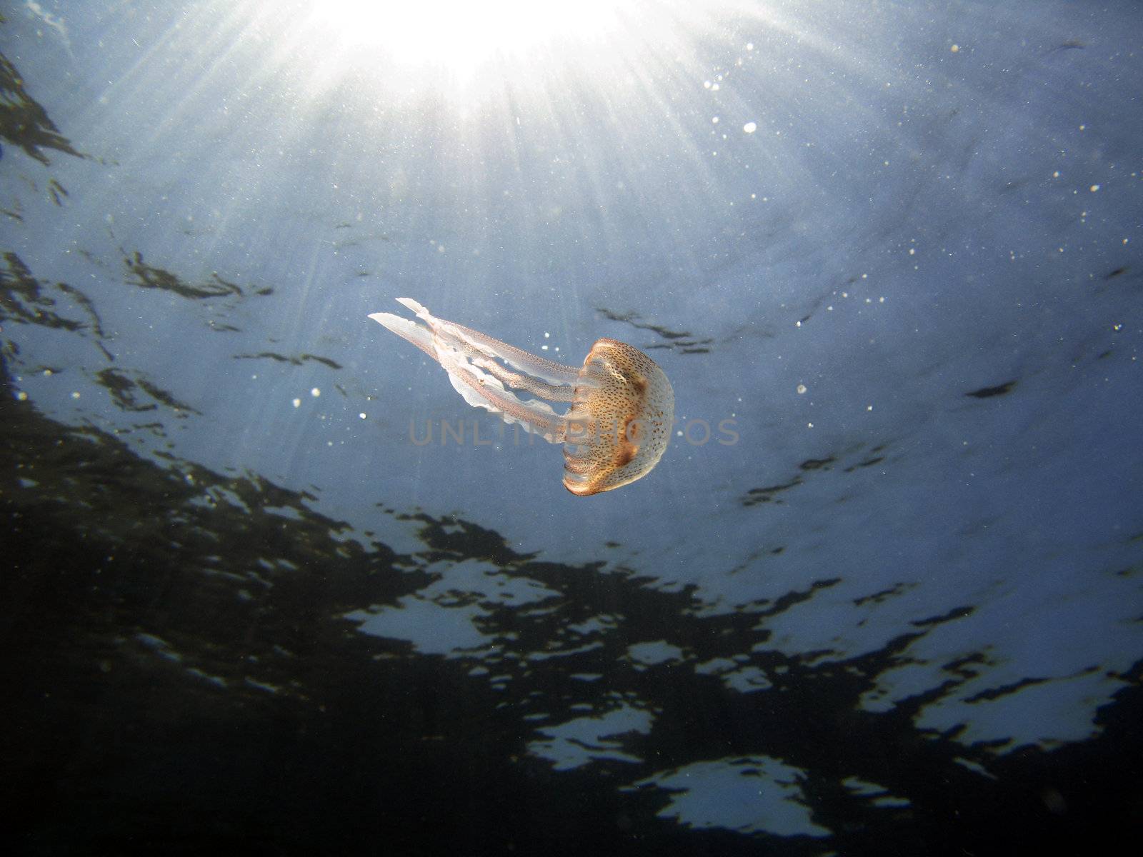 Jellyfish lighted by the sun rays (“Nocticula Pelagia”).
Shot captured in the wild – Mediterranean Sea.