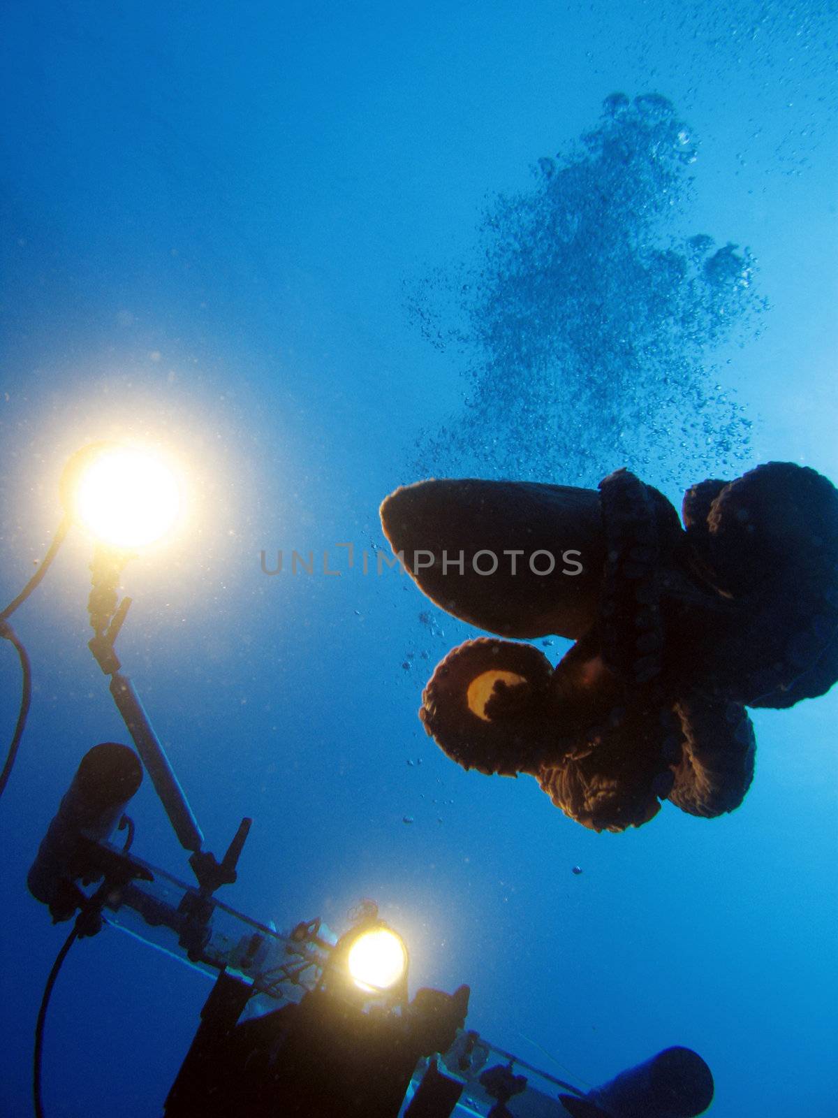 A Underwater cameraman and an Octopus (Octopus Vulgaris).
Shot captured in the wild.