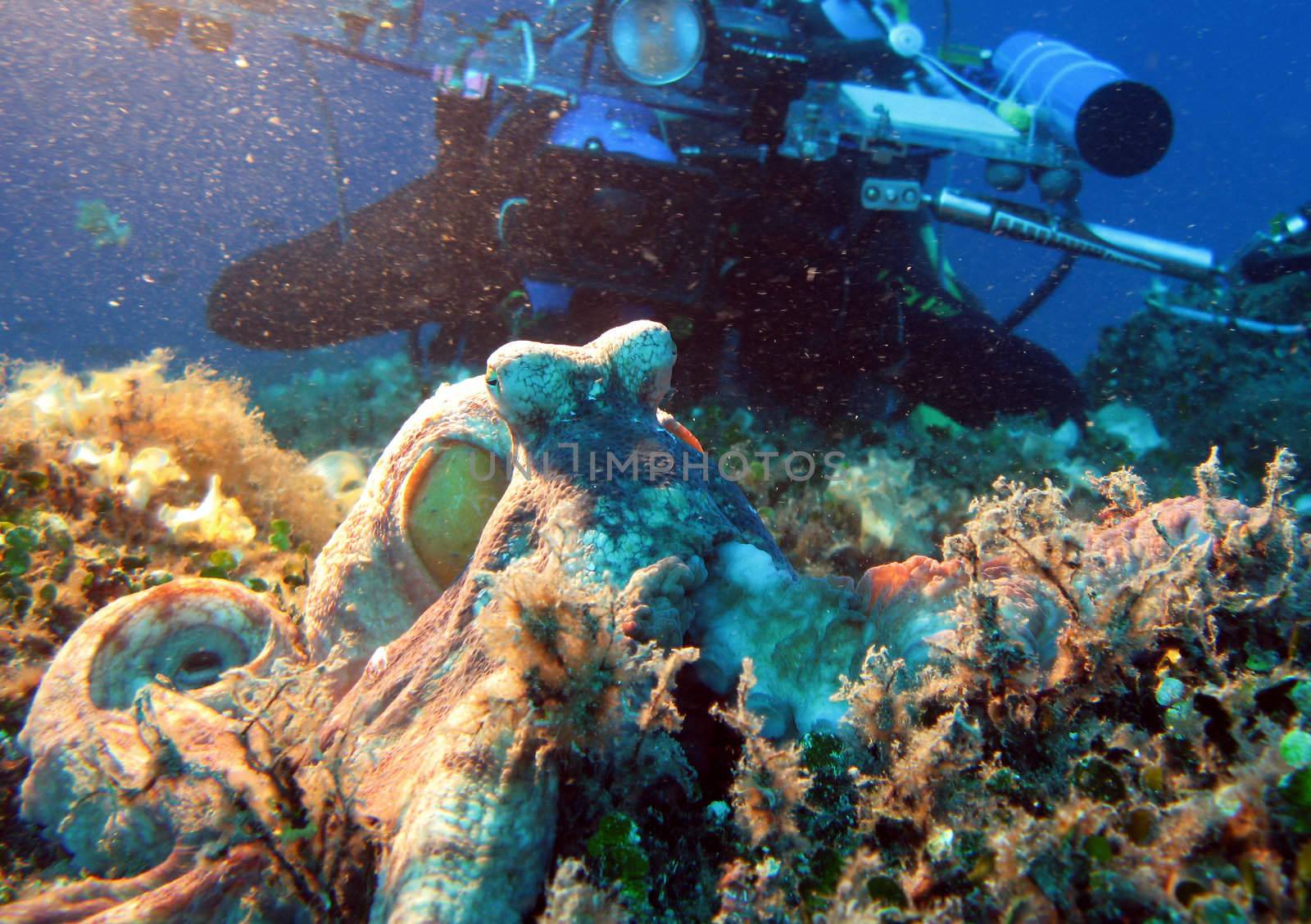 A Underwater cameraman and an Octopus (Octopus Vulgaris).
Shot captured in the wild.