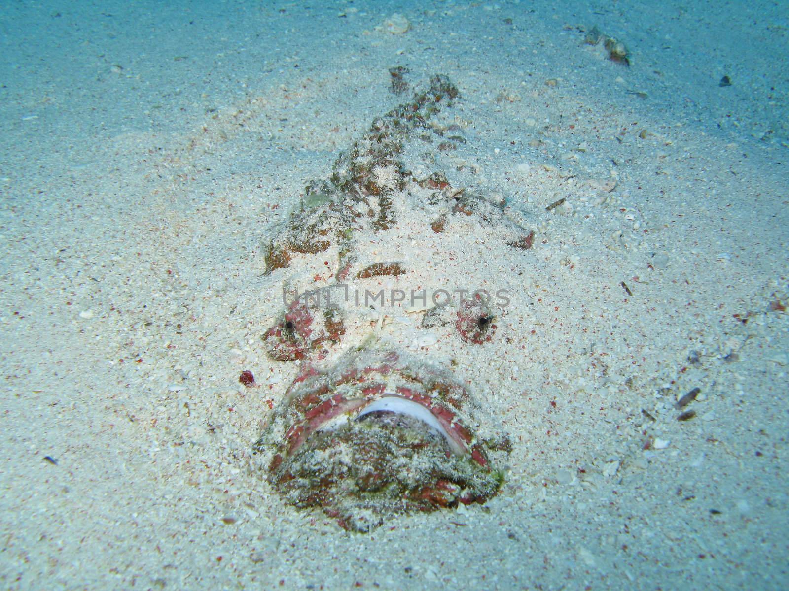 A Stone Fish under the sand.
Shot captured in the wild - Red Sea.