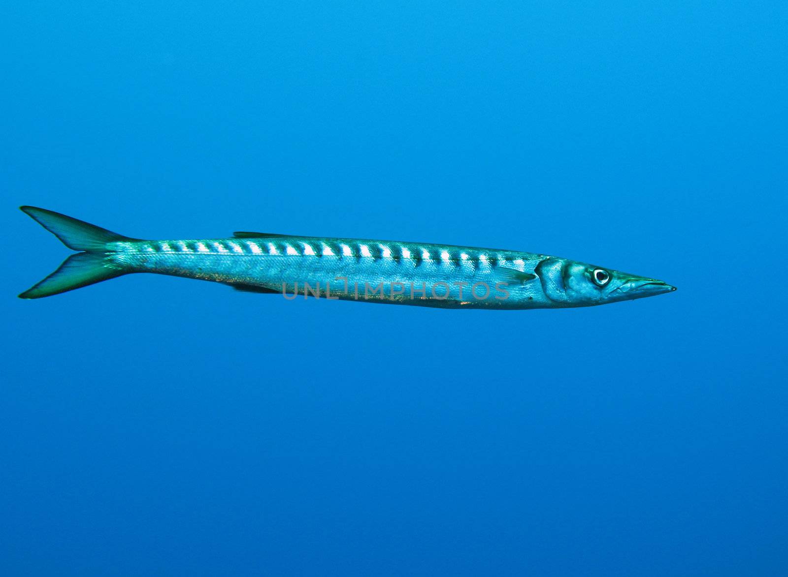 Barracuda fish in open water. Picture taken in the wild, no aquarium.