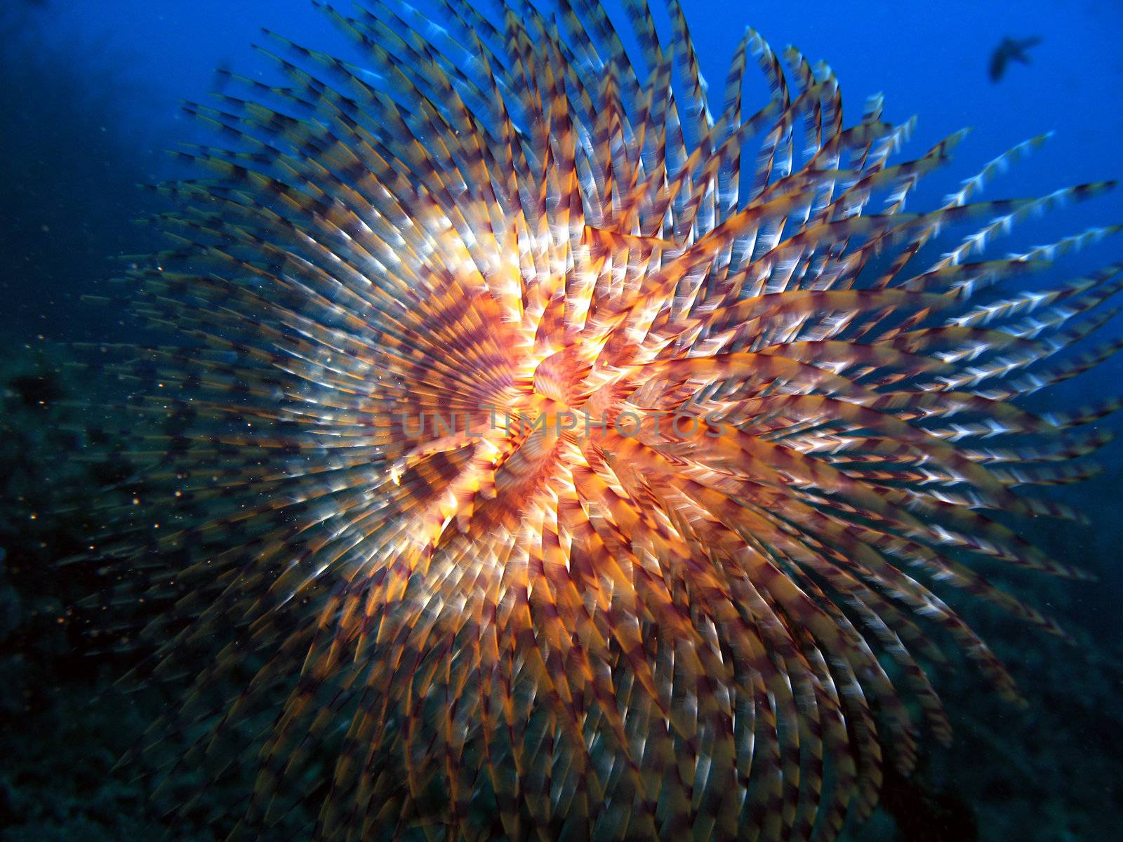 Spirographus ("Sabella Spallanzanii").
Shot in the wild, no aquarium, Mediterranean Sea.