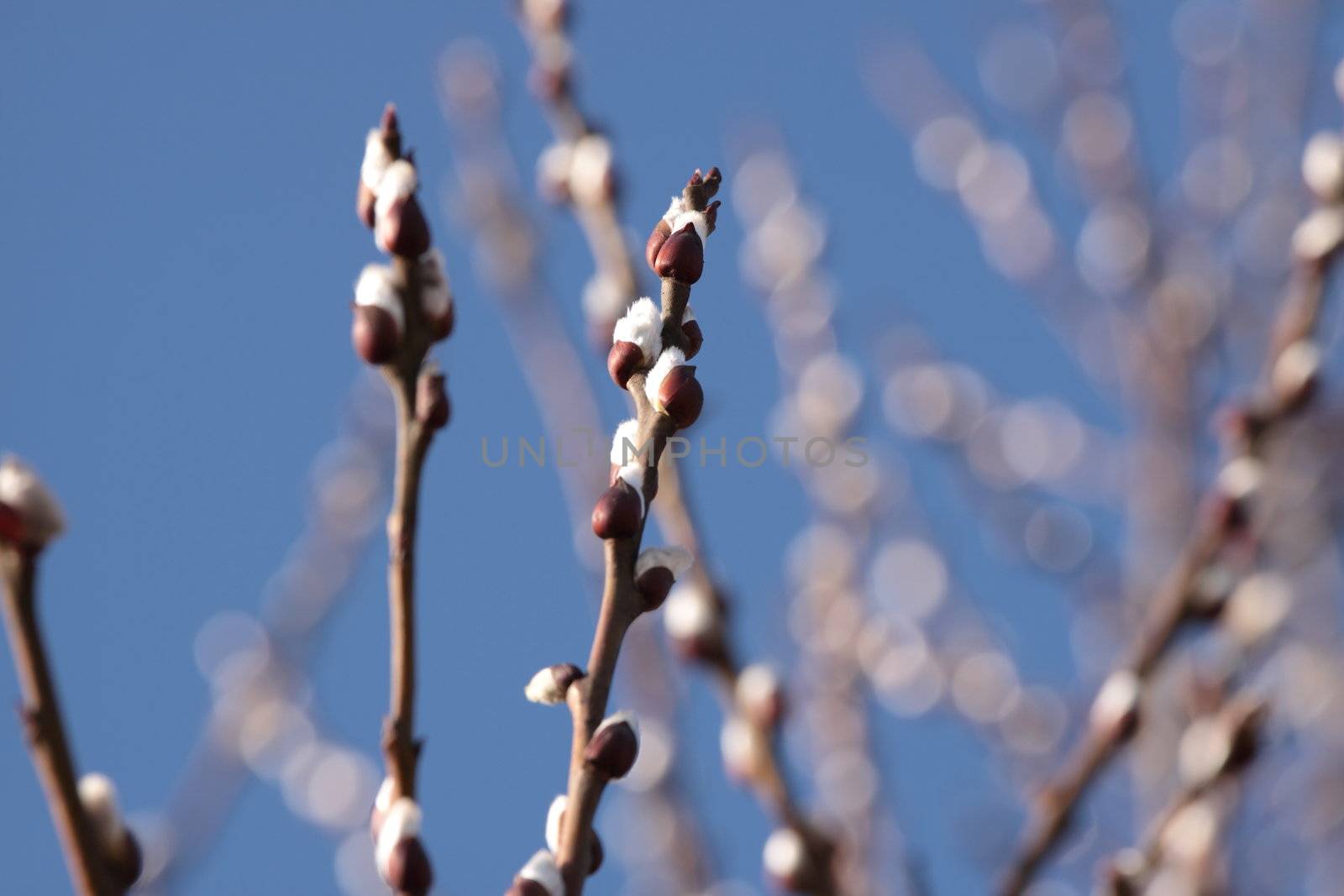 Twigs of willow with catkins by BDS