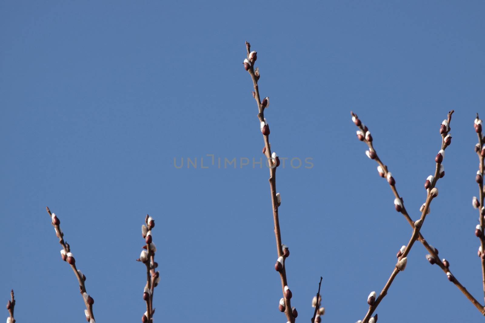 Twigs of willow with catkins on a clear sky background - easter symbol