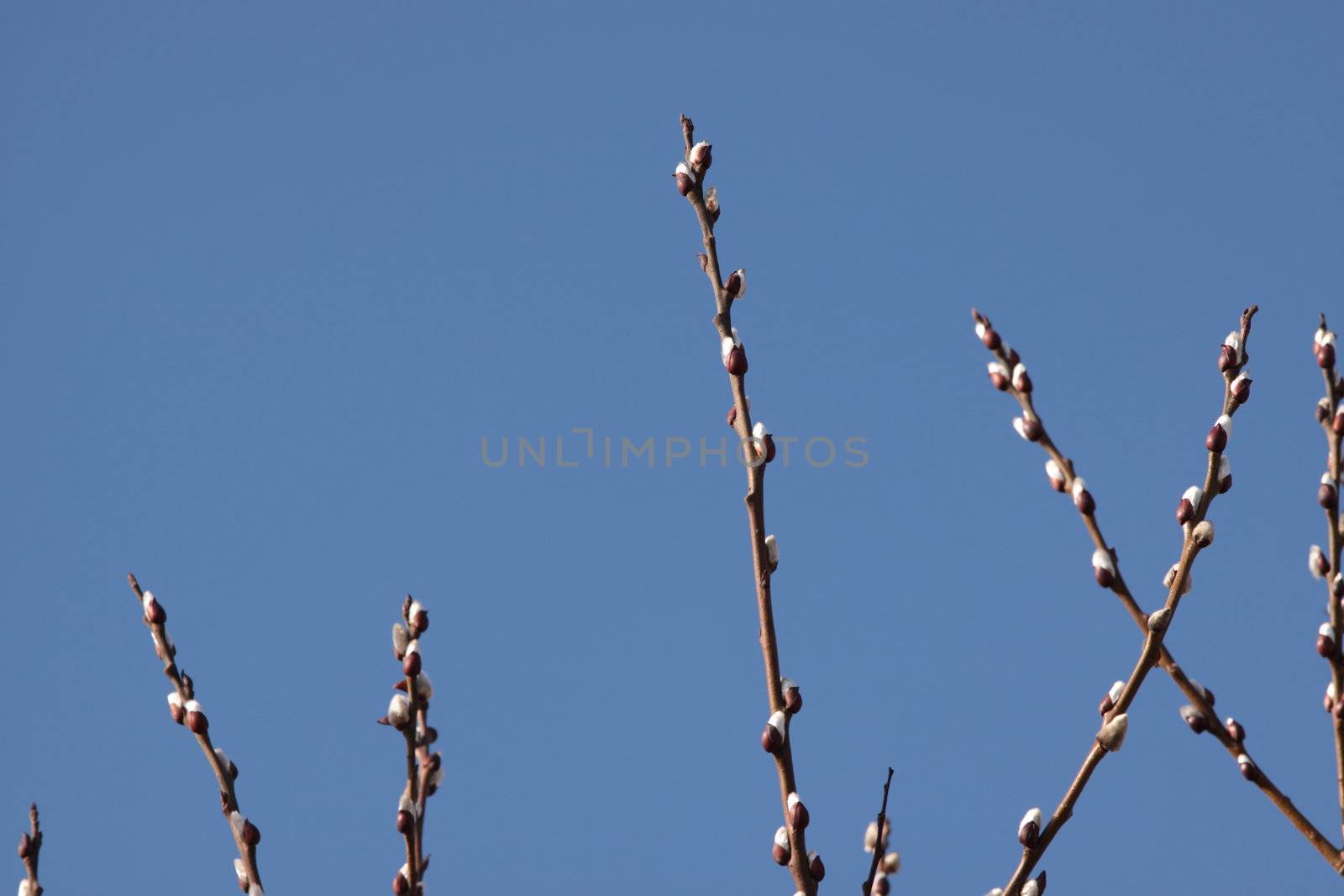 Twigs of willow with catkins by BDS