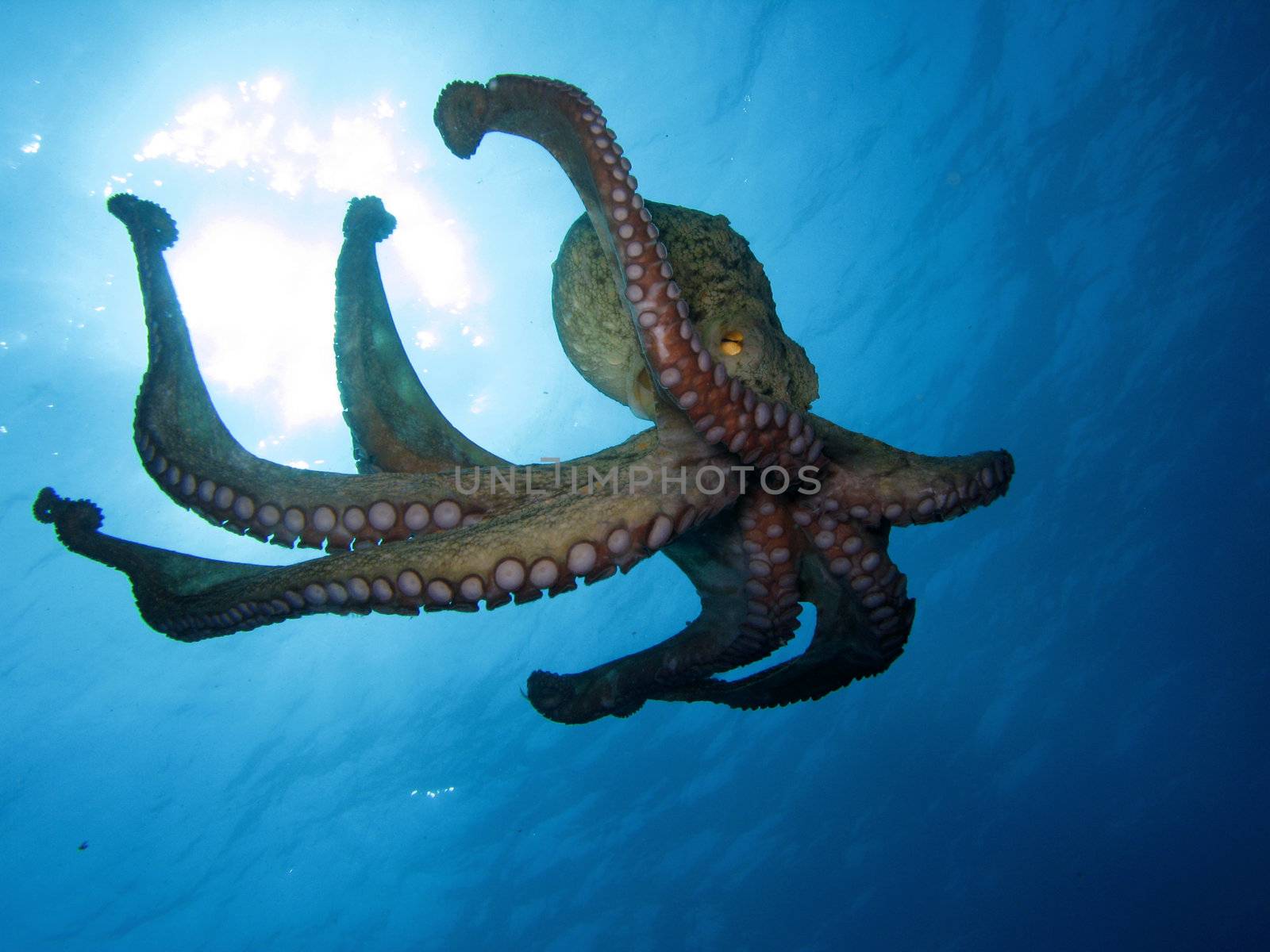 An Octopus (“Octopus Vulgaris”) in open water.