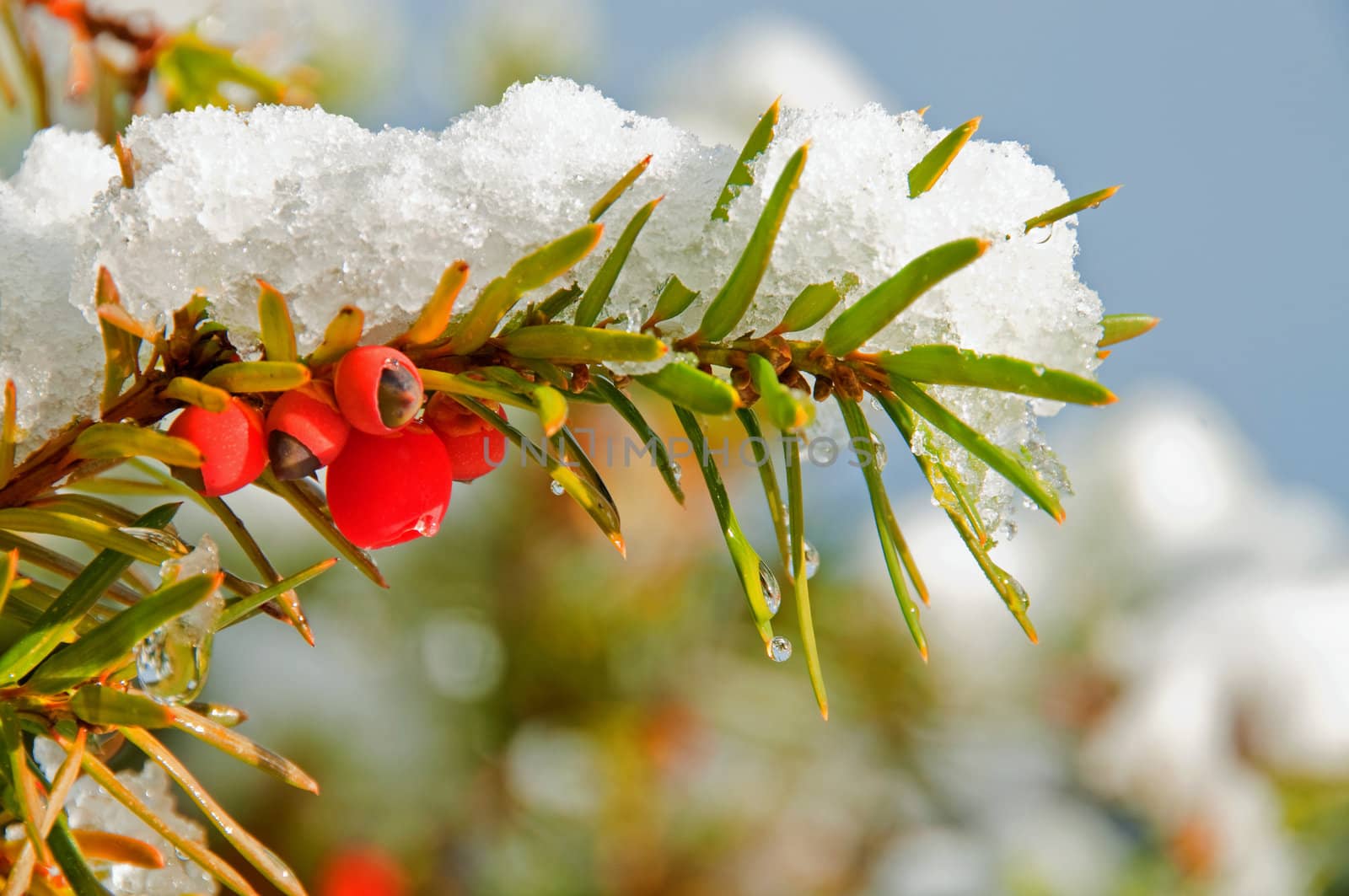 Red berries hanging on a bush covered in snow
