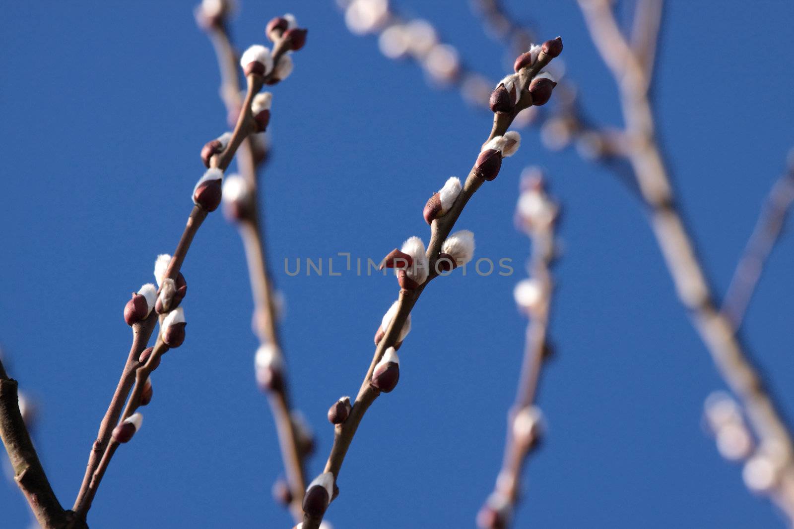 Twigs of willow with catkins on a clear sky background - easter symbol