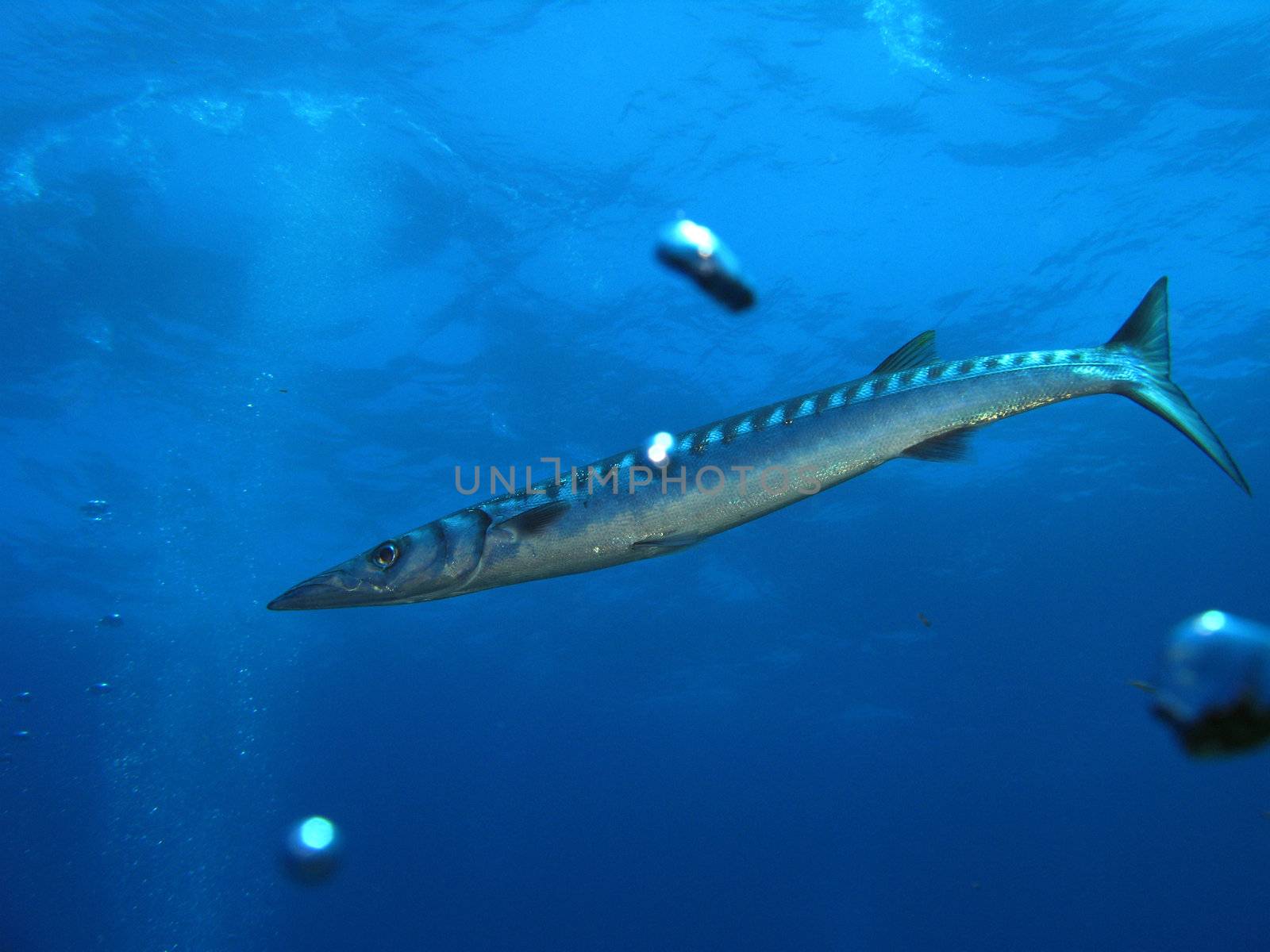 Barracuda fish by PlanctonVideo