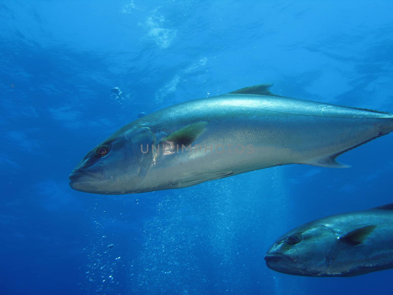 A” Seriola dumerili” fish (“Ricciola”, “Leccia”)
Shoted in the wild.