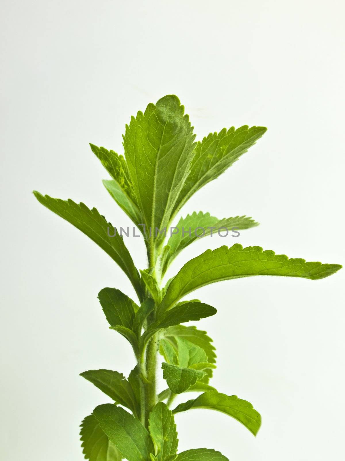 the support of the Stevia rebaudiana by Jochen