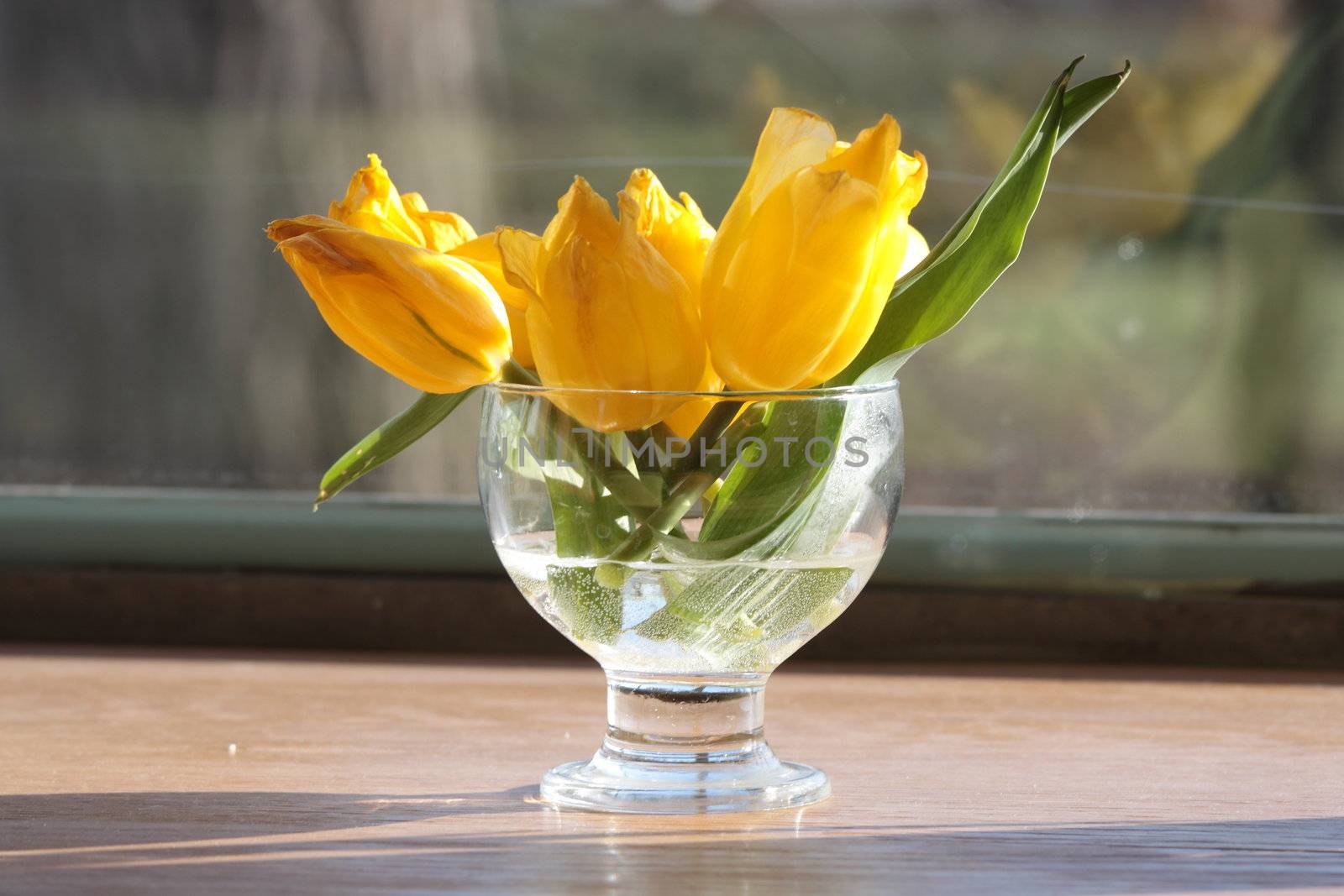 Bouquet of the fresh tulips in vase of glass, against window.