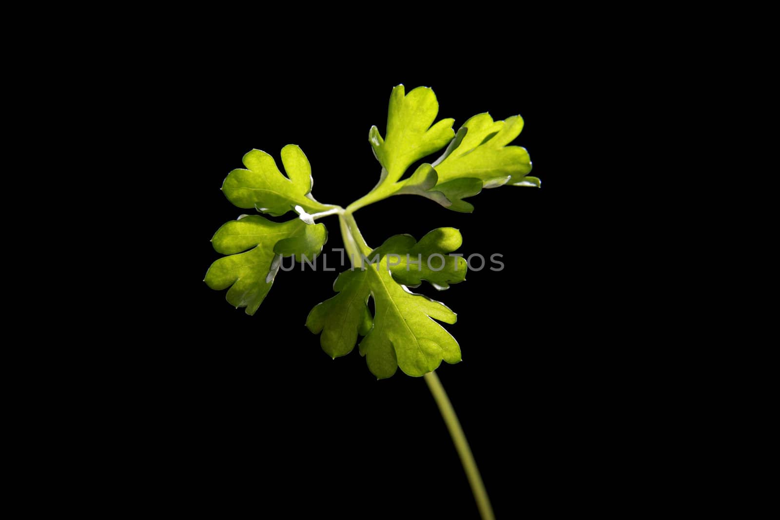 Fresh and tasty Parsley (Petroselinum crispum) isolated on black background