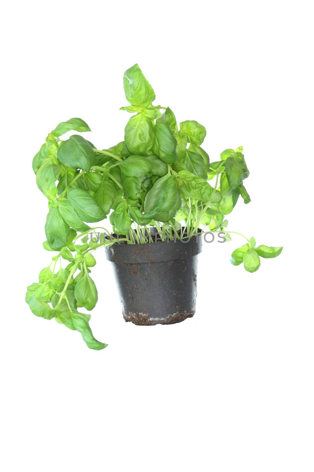 Fresh basil isolated on white background