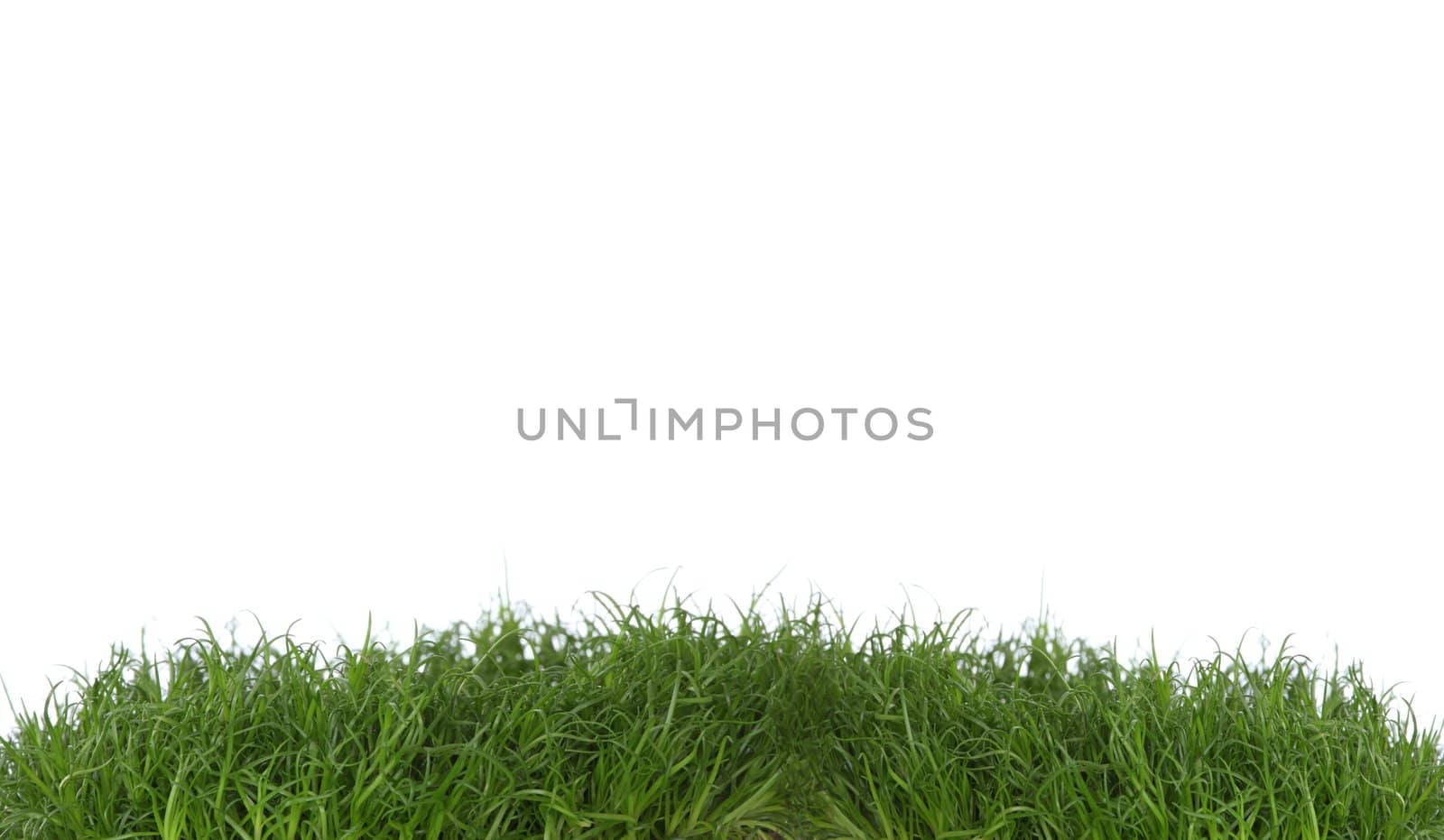 Green grass isolated on a white background