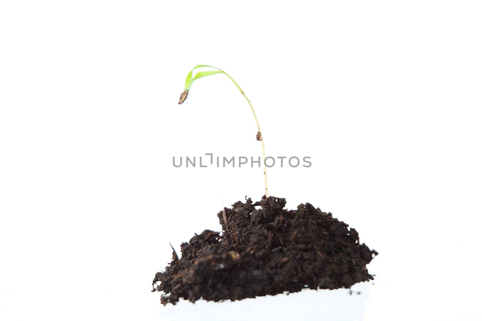 New Life (growth concept) isolated on white background