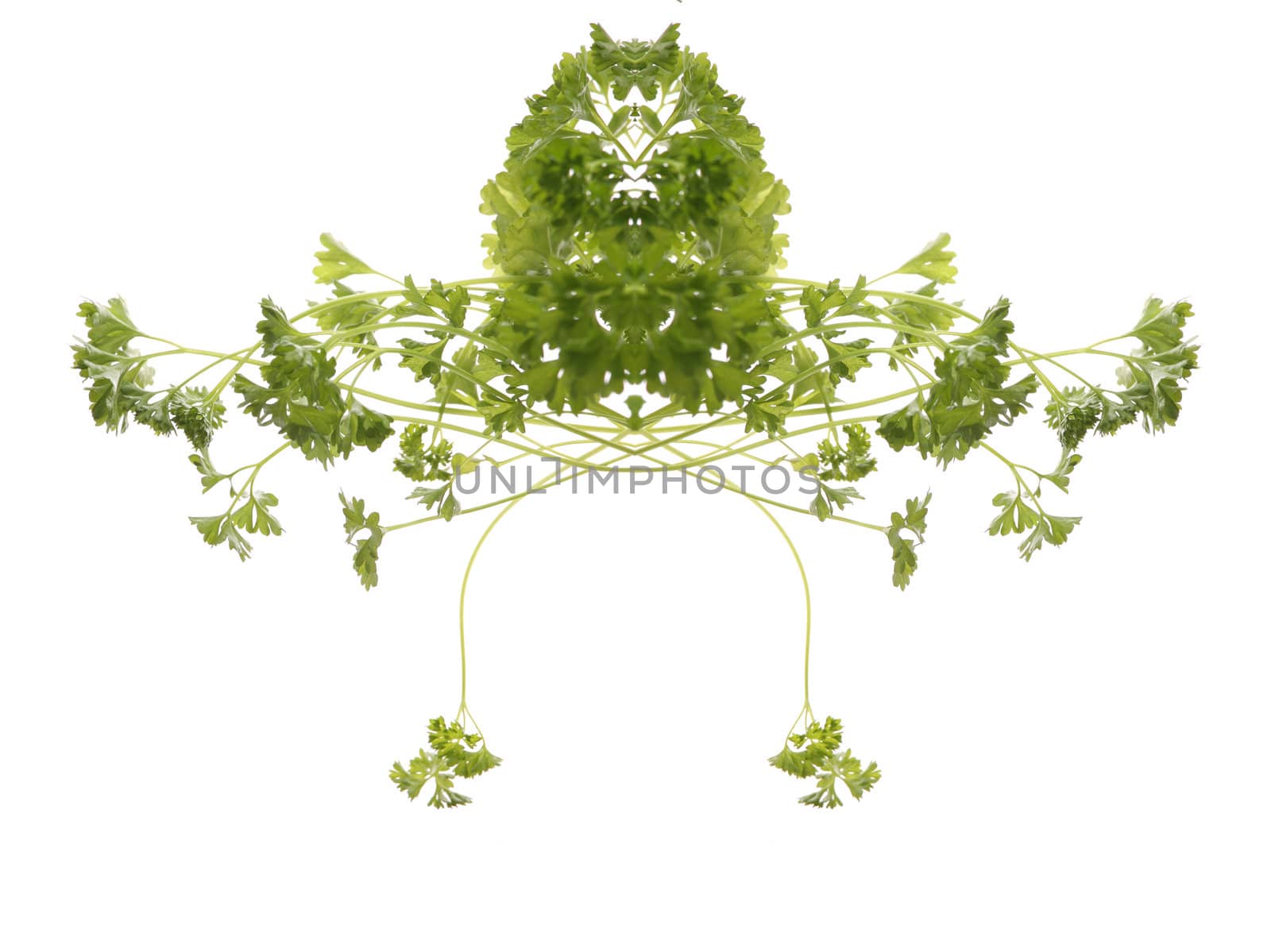 Fresh and tasty Parsley (Petroselinum crispum) isolated on white background