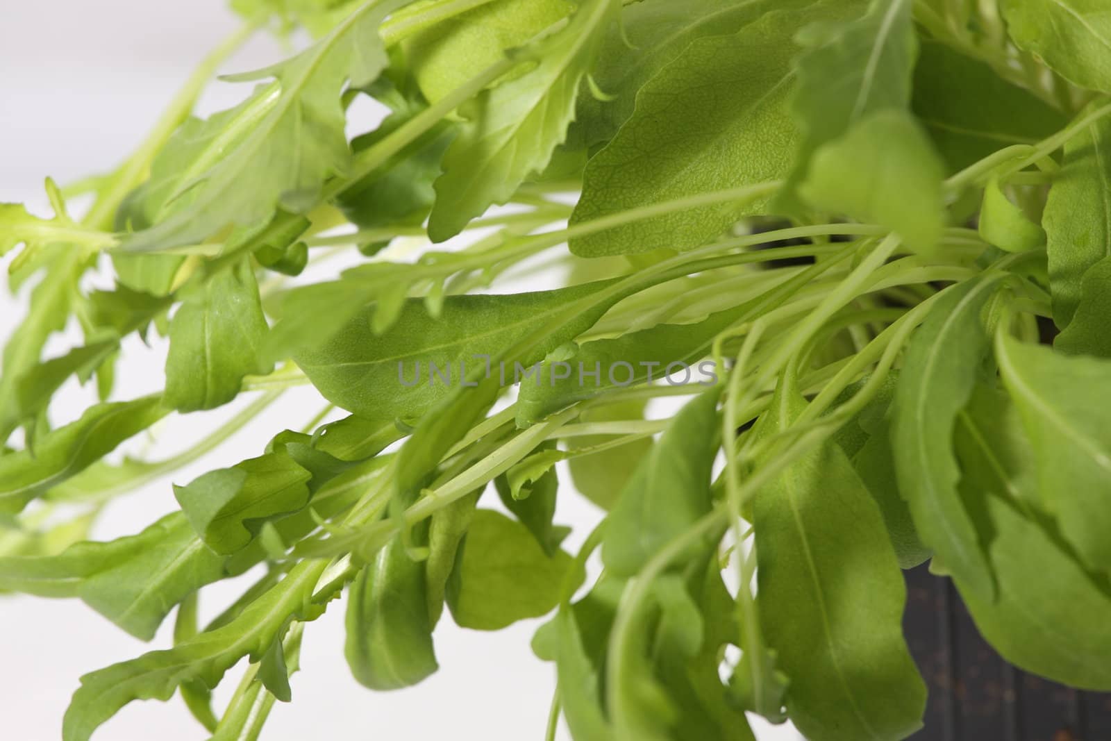 Fresh ruccola ,rucola, eruca sativa isolated on white background