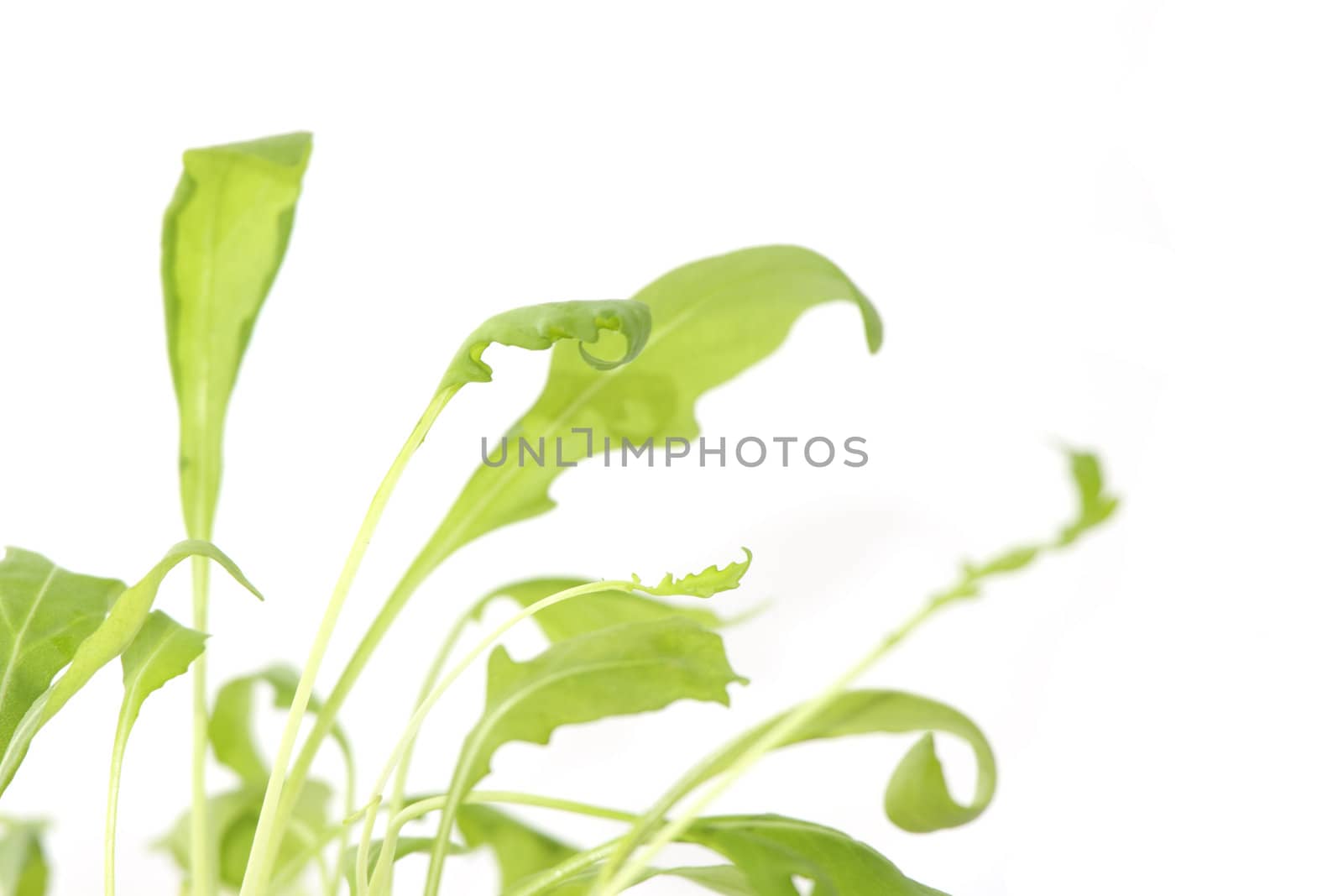 Fresh ruccola ,rucola, eruca sativa isolated on white background